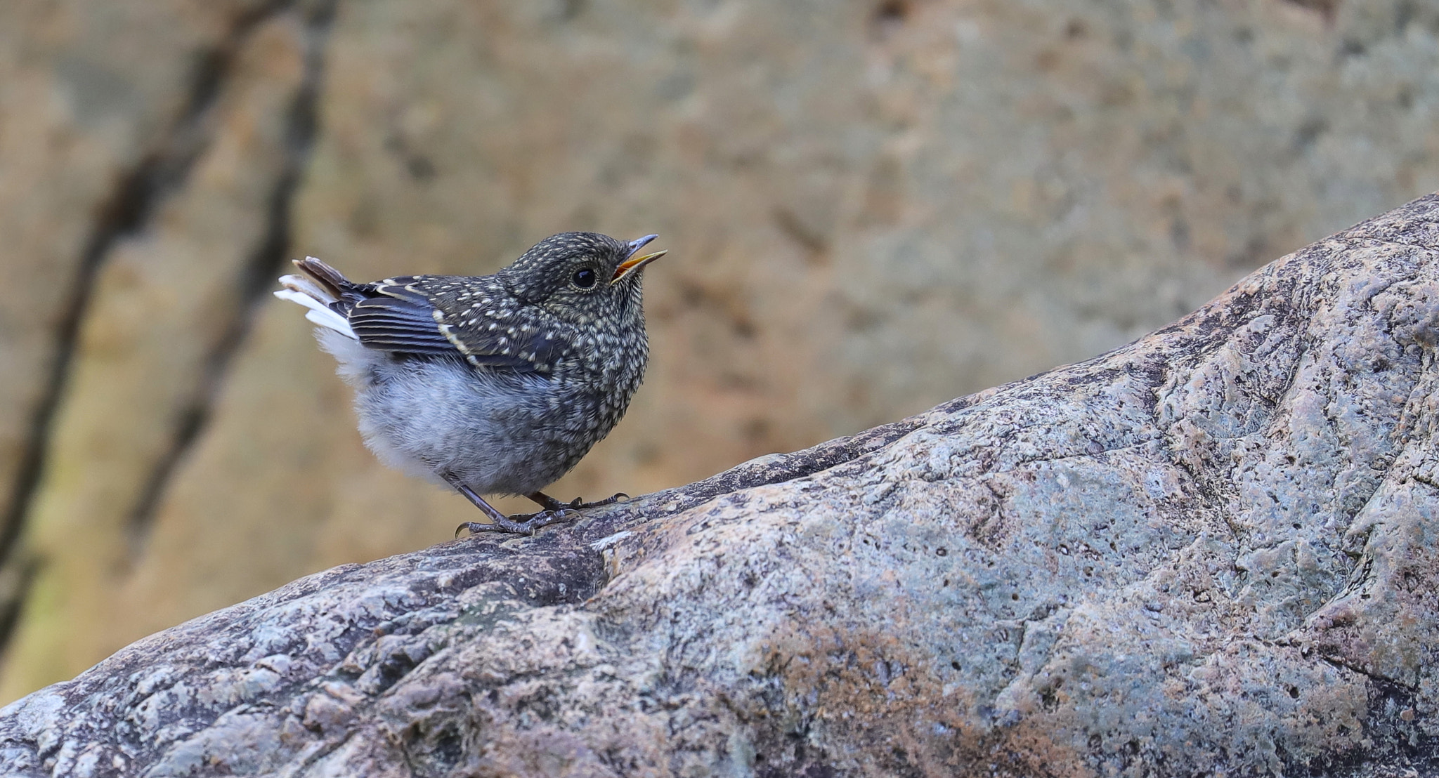 Canon EOS 6D Mark II sample photo. 紅尾水鴝b plumbeous redstart (newborn bird) photography