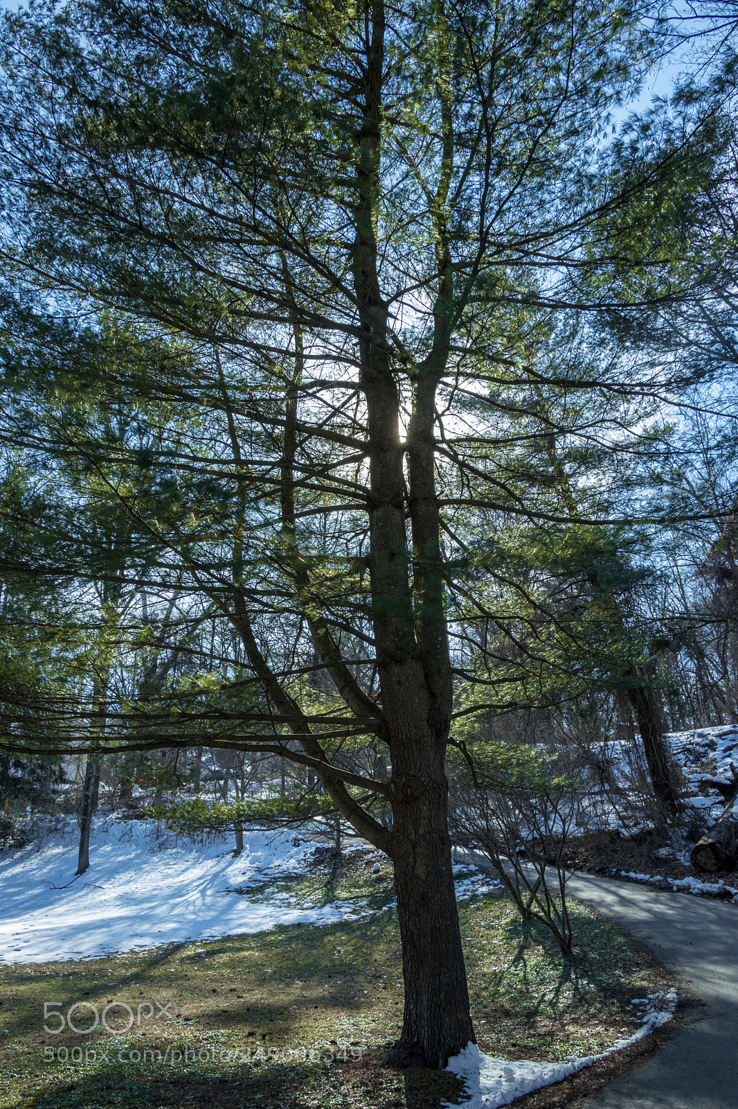 Canon EOS 80D sample photo. Tree photography