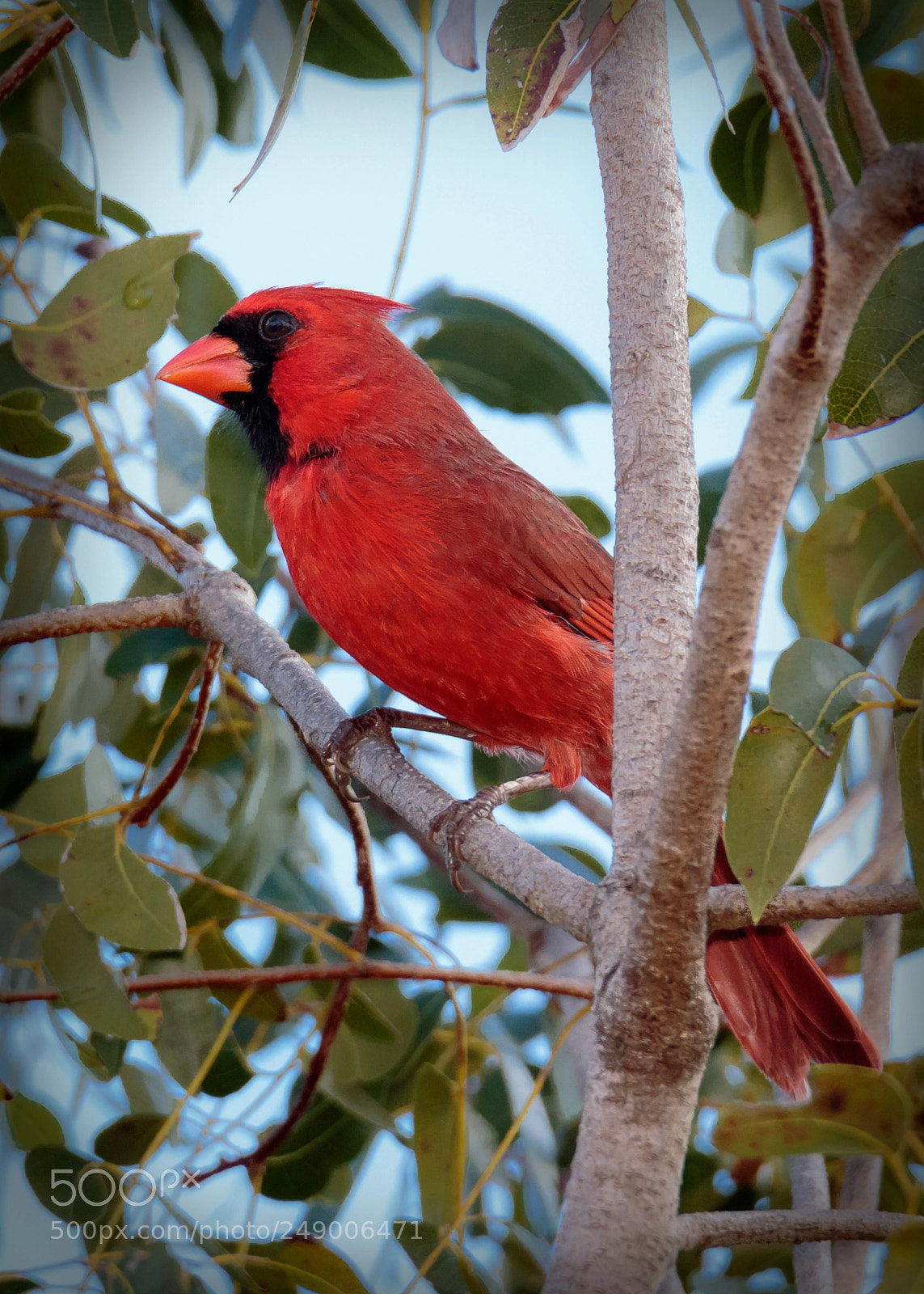 Canon EOS 7D Mark II sample photo. Red photography