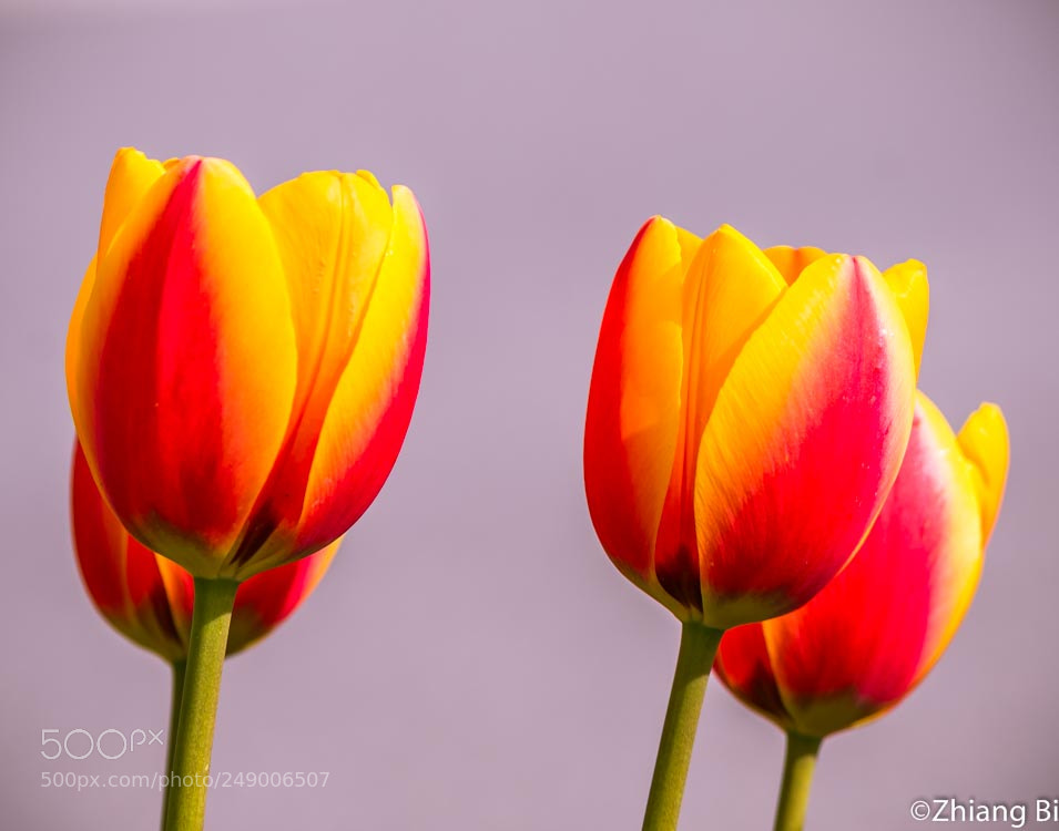 Nikon D610 sample photo. Tulips photography