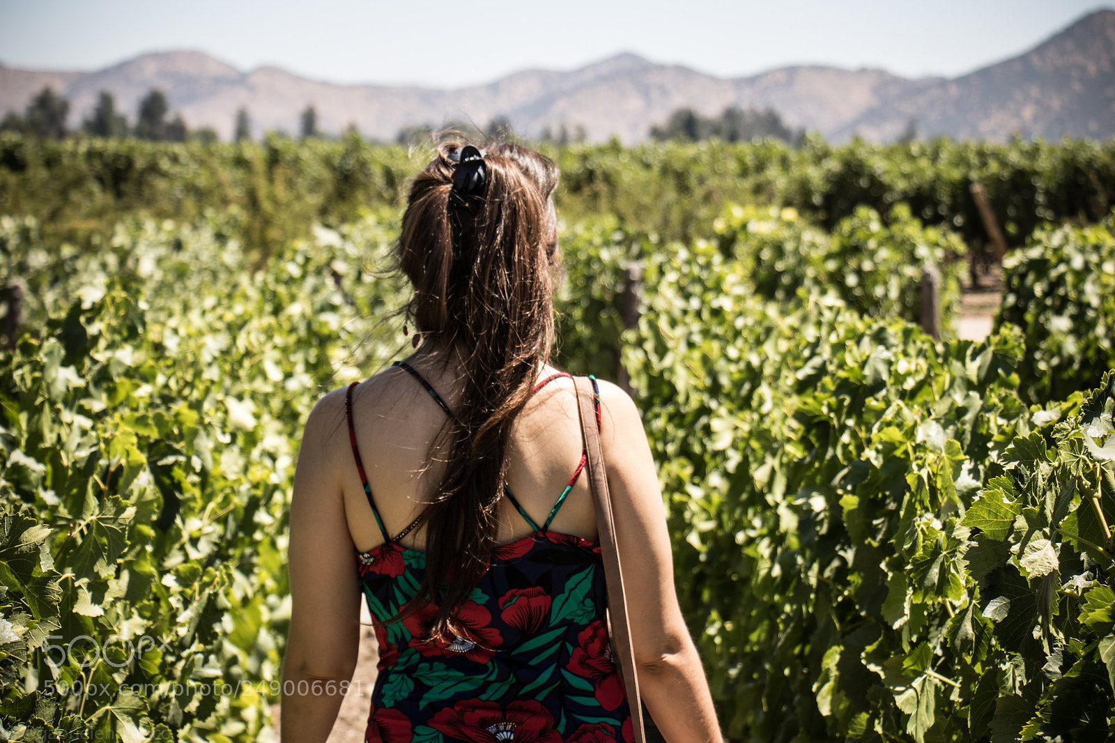 Canon EOS 750D (EOS Rebel T6i / EOS Kiss X8i) sample photo. Por los viñedos photography