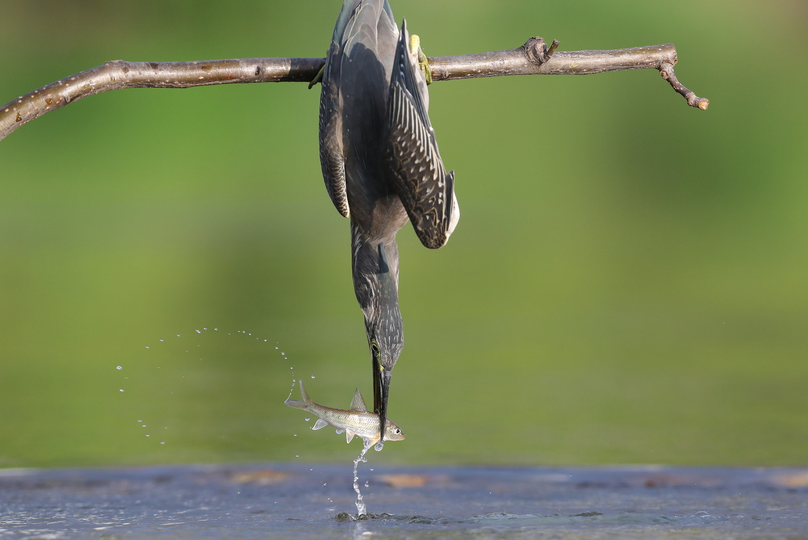 Canon EF 600mm f/4L IS sample photo. 검은머리댕기해오라기 photography