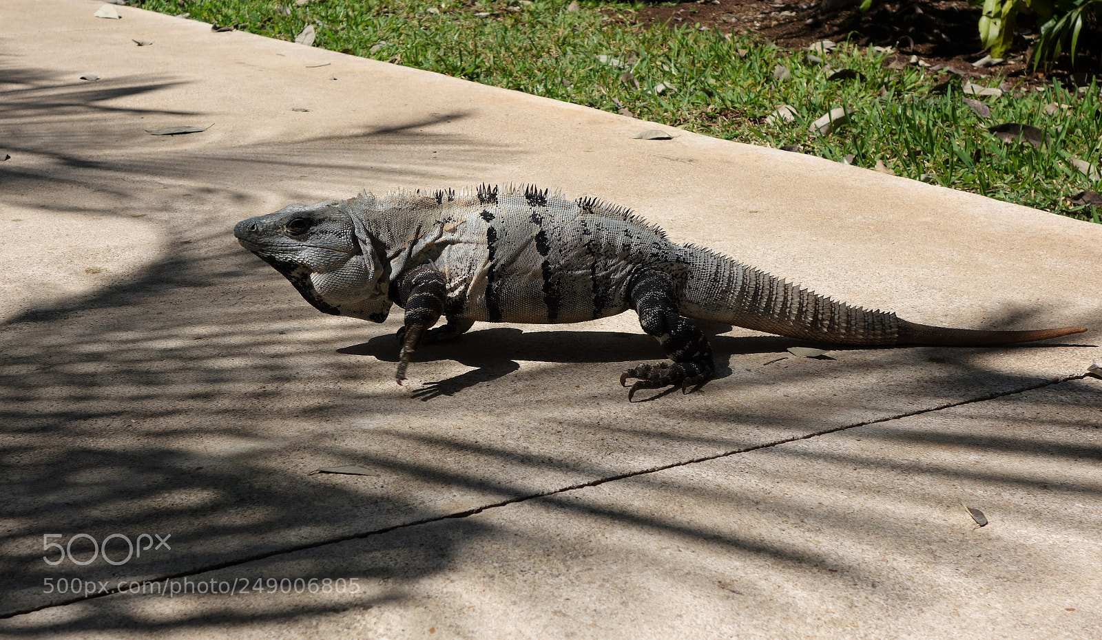 Sony Cyber-shot DSC-RX100 II sample photo. Iguana photography