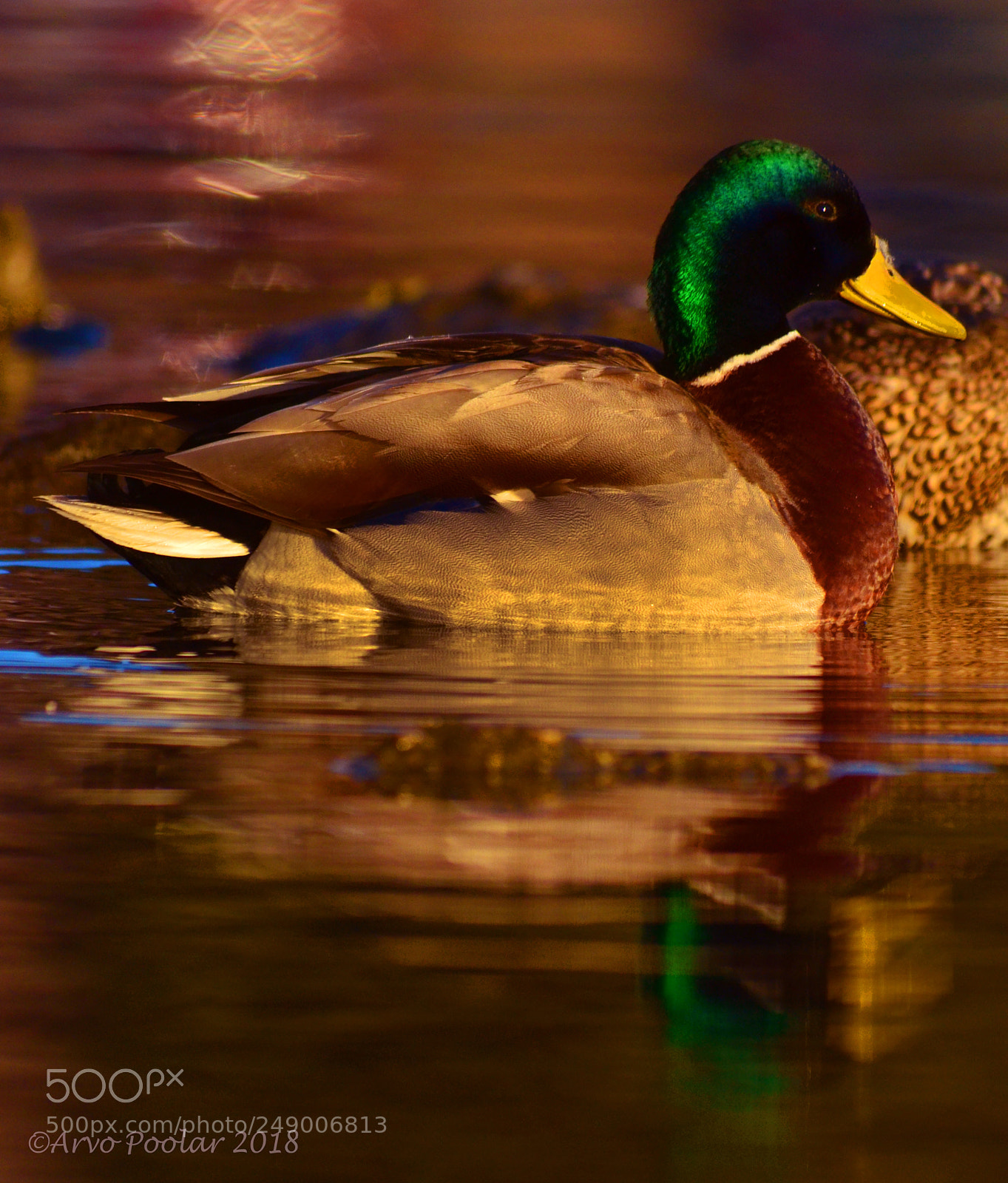 Nikon D7000 sample photo. Mallard at mornings golden photography