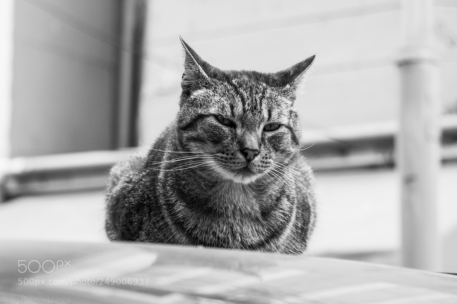 Canon EOS 750D (EOS Rebel T6i / EOS Kiss X8i) sample photo. Gato porteño photography