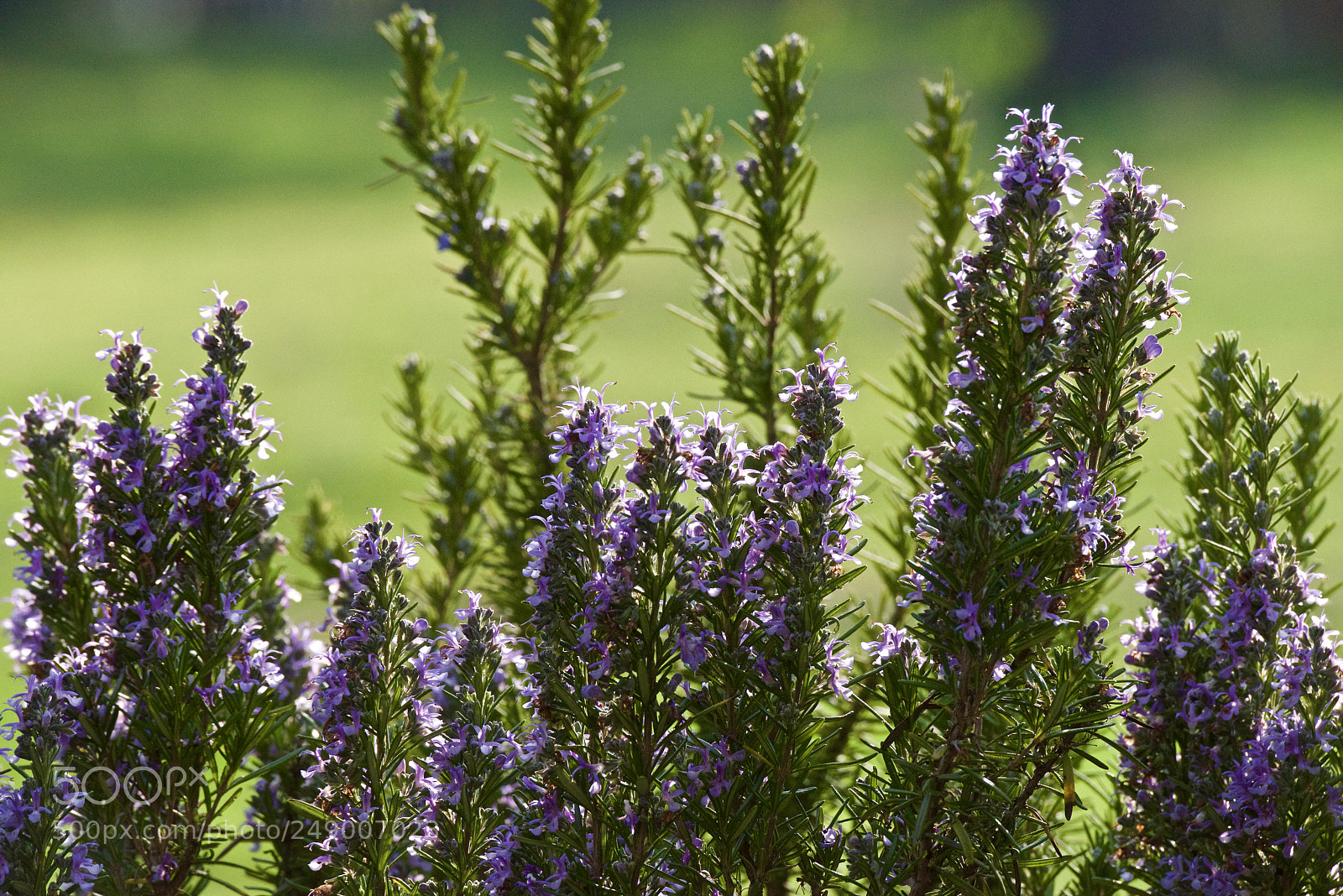 Nikon D810 sample photo. Rosemary blooms in march photography