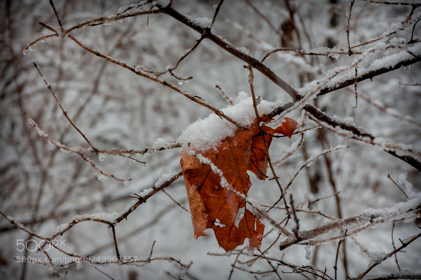 Nikon D7200 sample photo. The last leaf photography