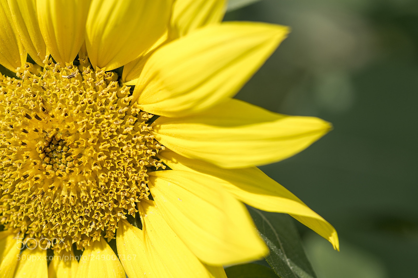 Nikon D7100 sample photo. Sunflower photography