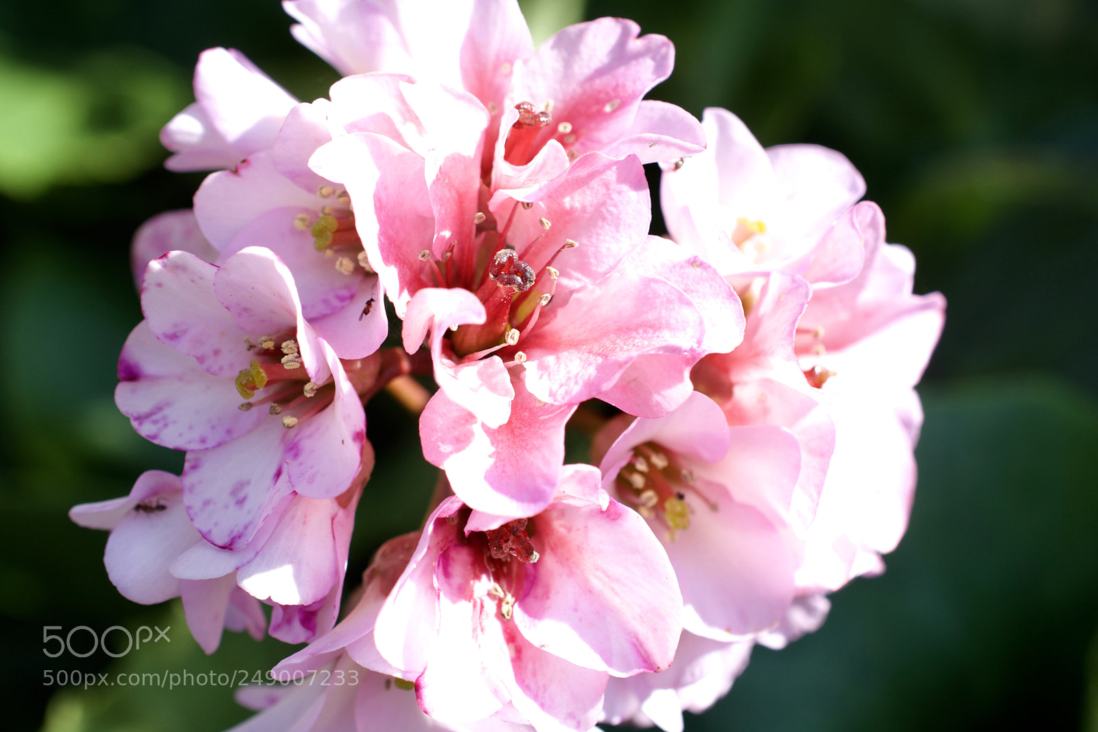 Nikon D5200 sample photo. Pink photography