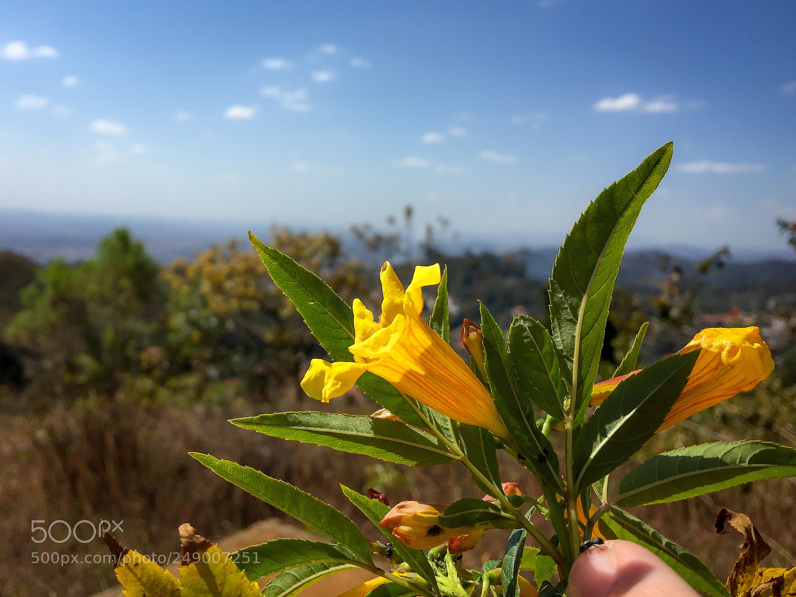 Apple iPhone 6 Plus sample photo. Flor do cerrado photography