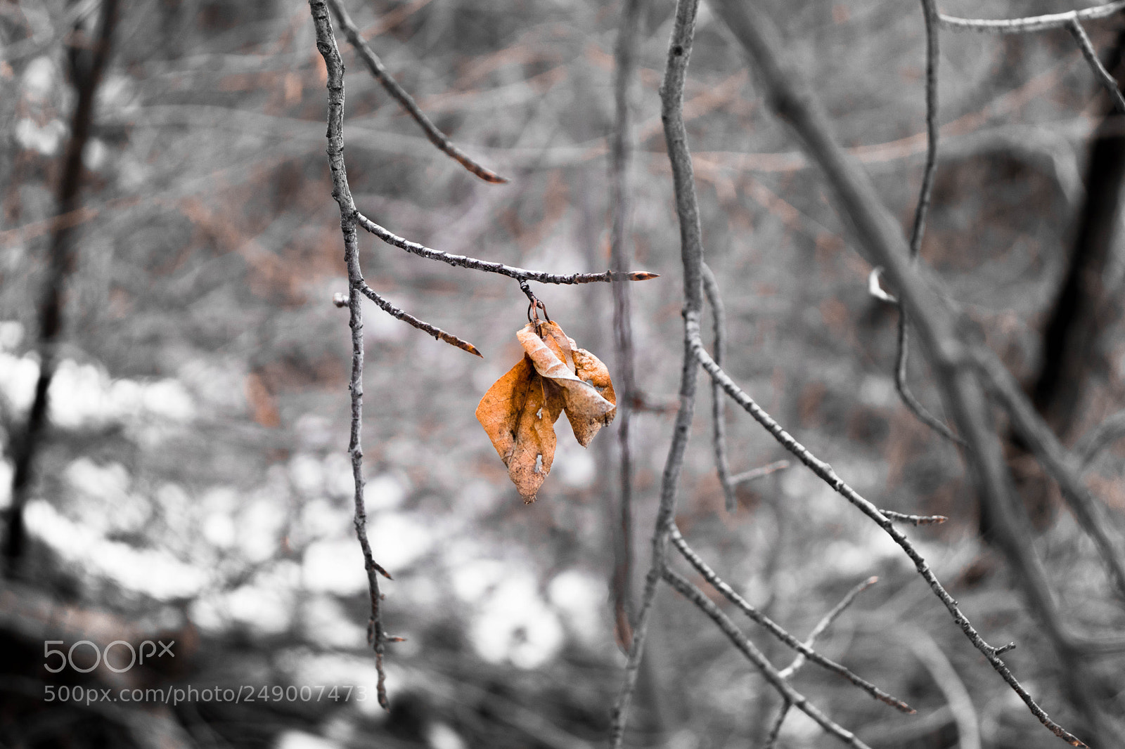 Canon EOS 200D (EOS Rebel SL2 / EOS Kiss X9) sample photo. Lonely leaf photography