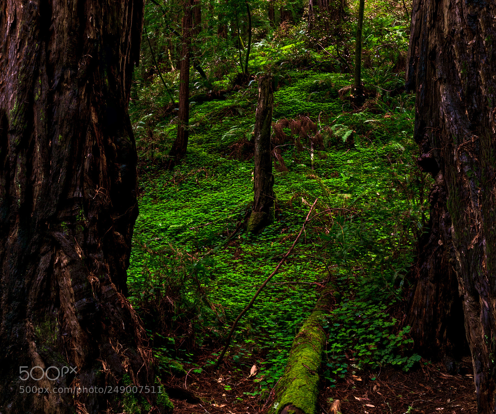 Pentax K-3 II sample photo. Muir woods photography