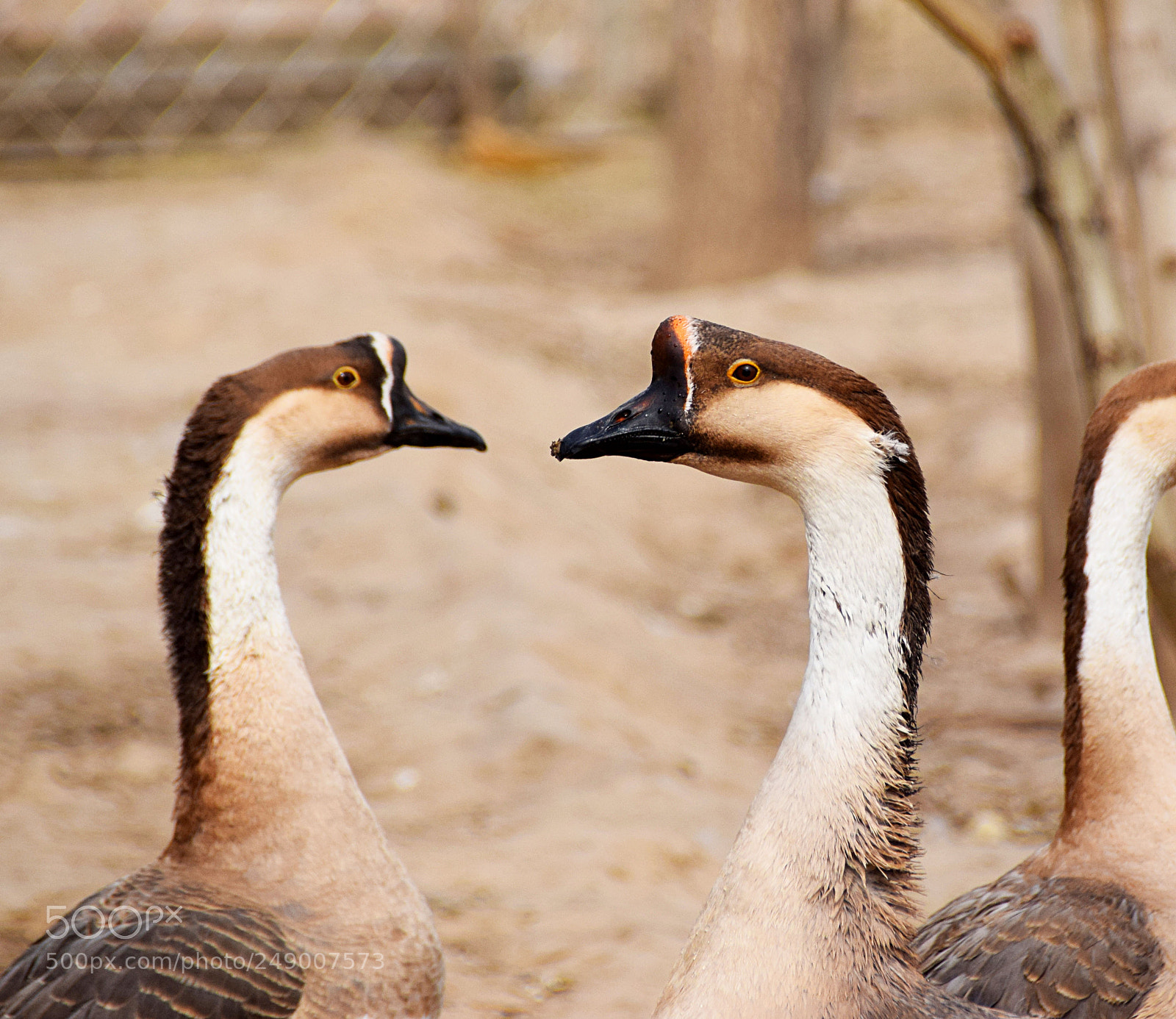 Nikon D5300 sample photo. 灰鹅 photography
