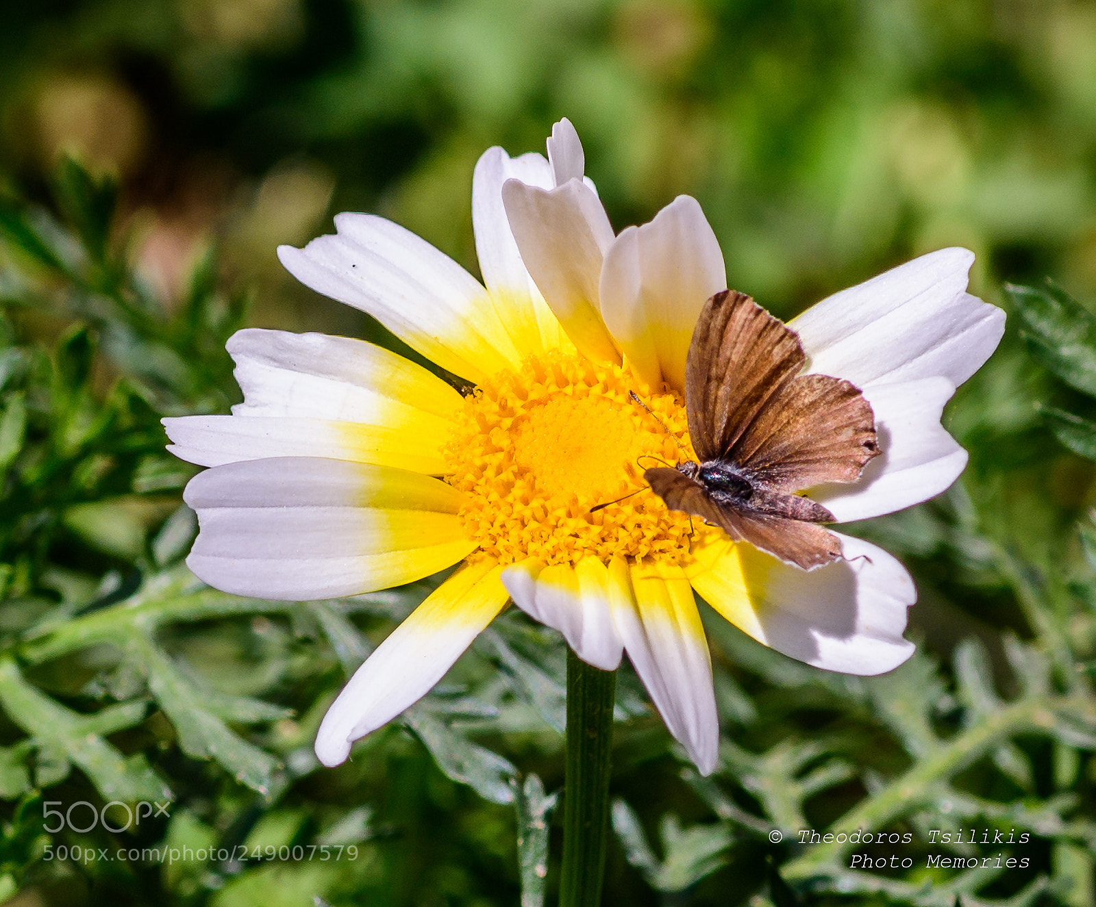 Nikon D7200 sample photo. Butterfly on the daisy photography
