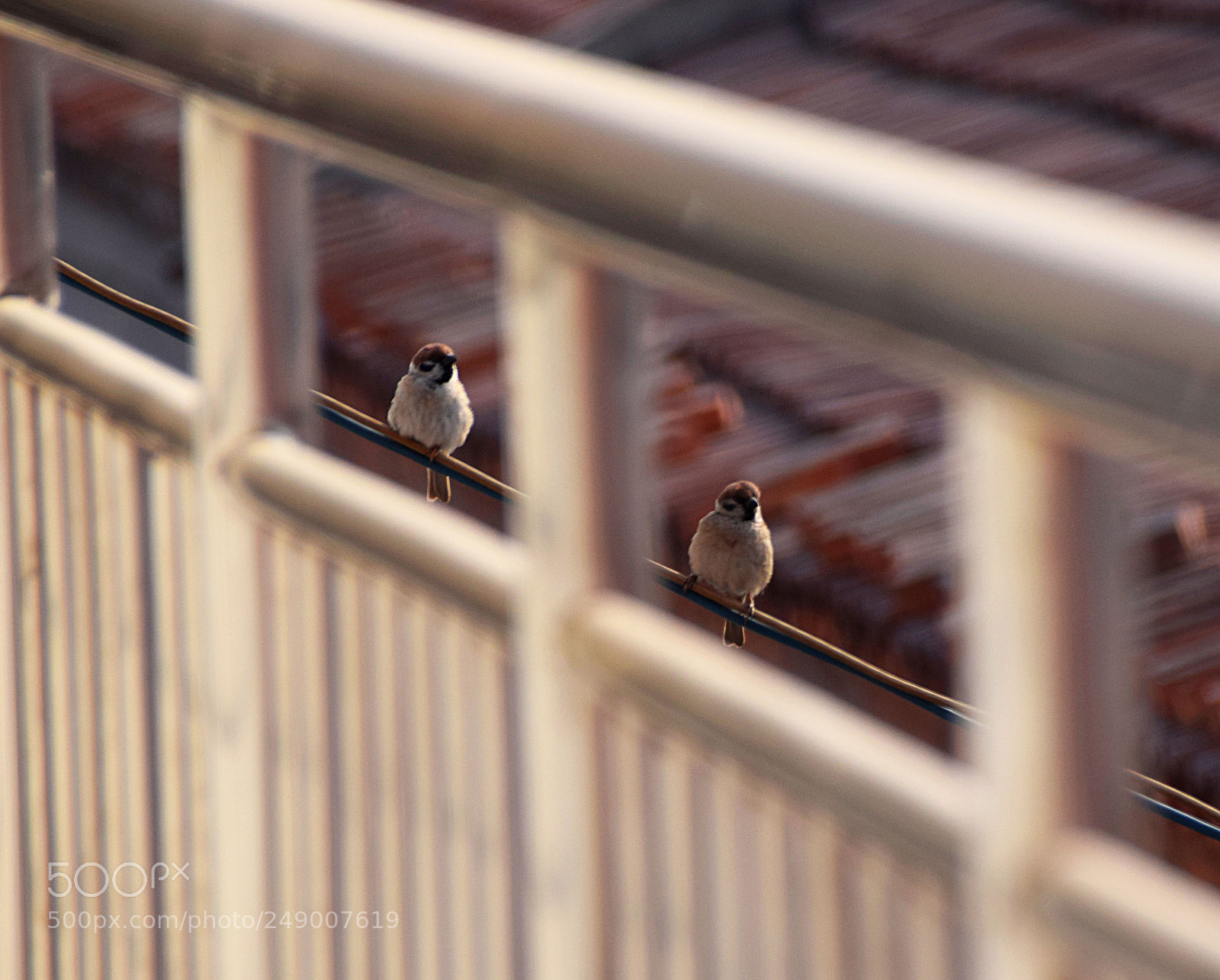 Nikon D5300 sample photo. 两只麻雀 photography