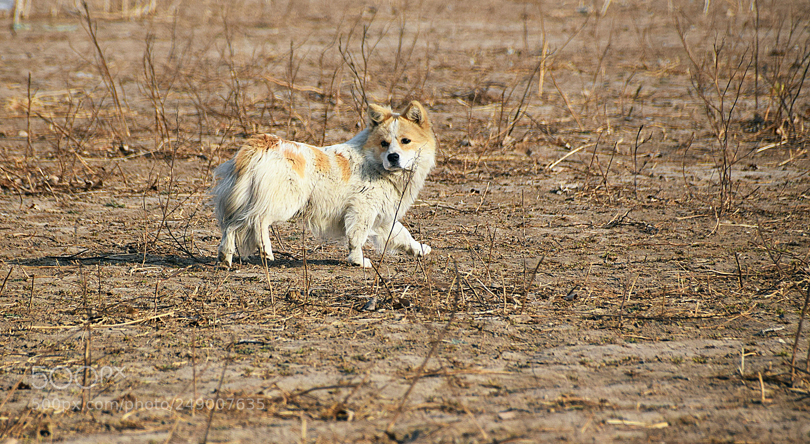 Nikon D5300 sample photo. 狗子 photography