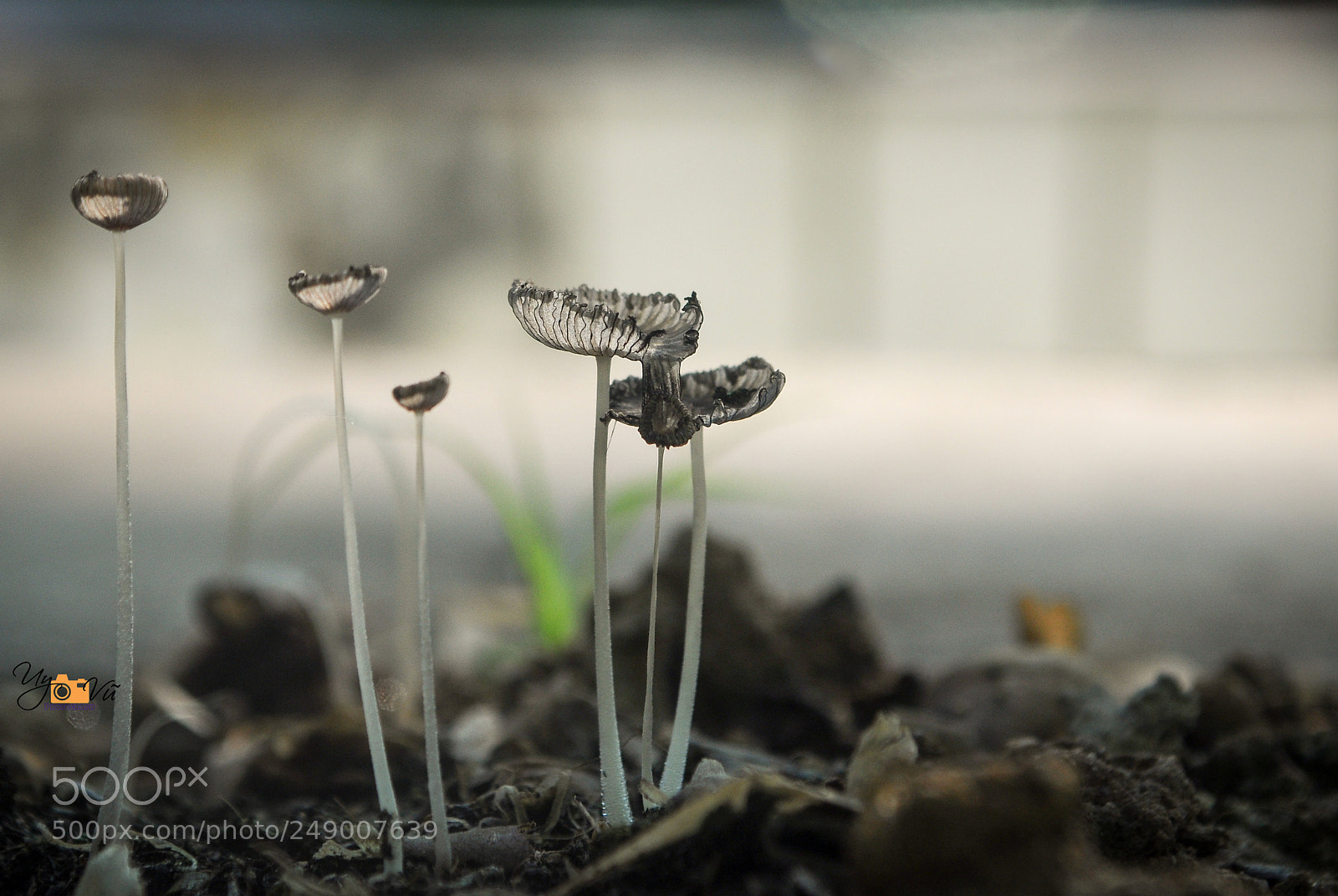 Nikon D90 sample photo. Natural photography