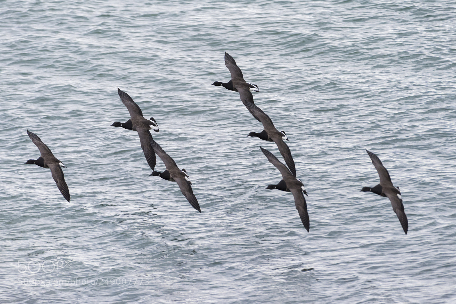 Nikon D810 sample photo. Flying ducks photography