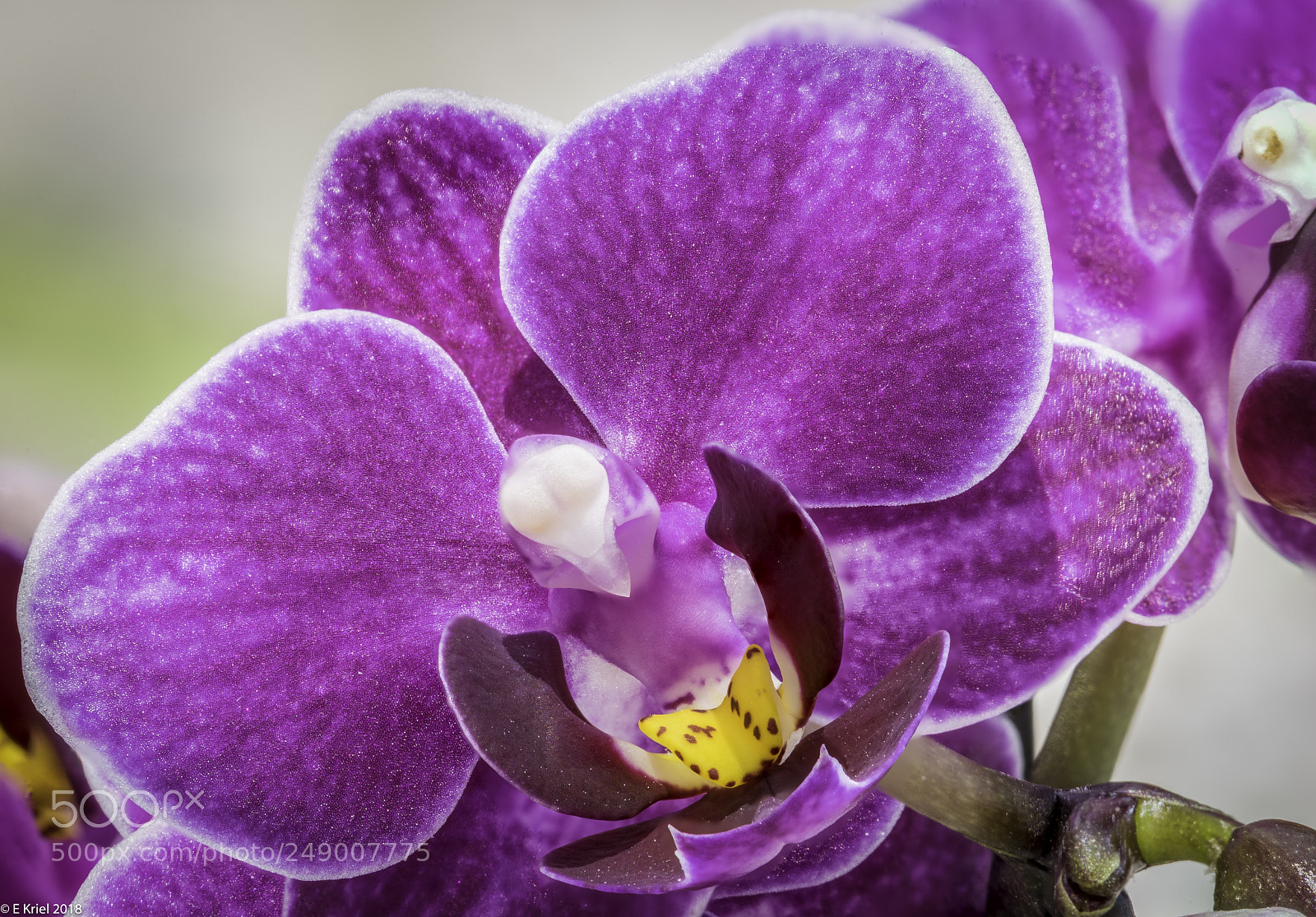 Nikon D810 sample photo. Orchard - no flash photography