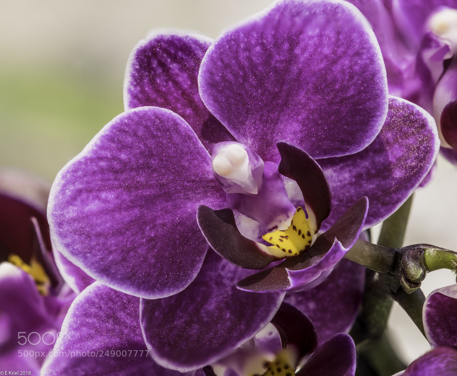 Nikon D810 sample photo. Orchard - with flash photography