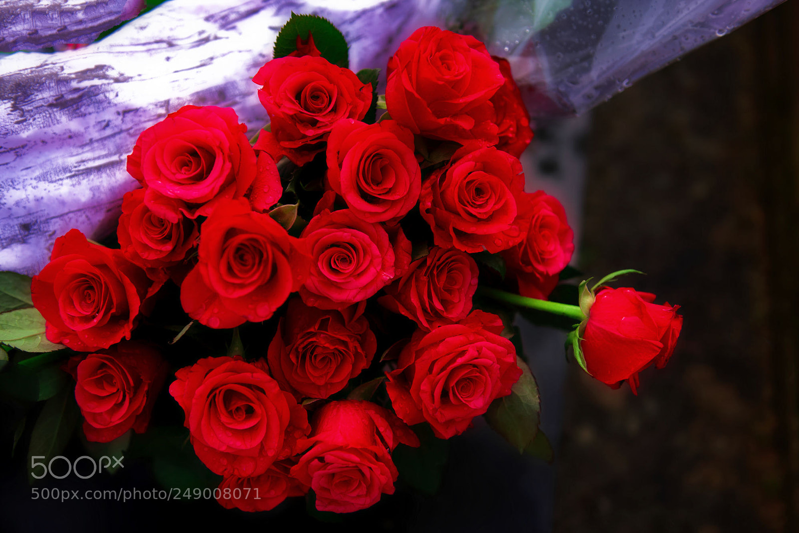 Nikon D810 sample photo. Rose rouge pour se photography