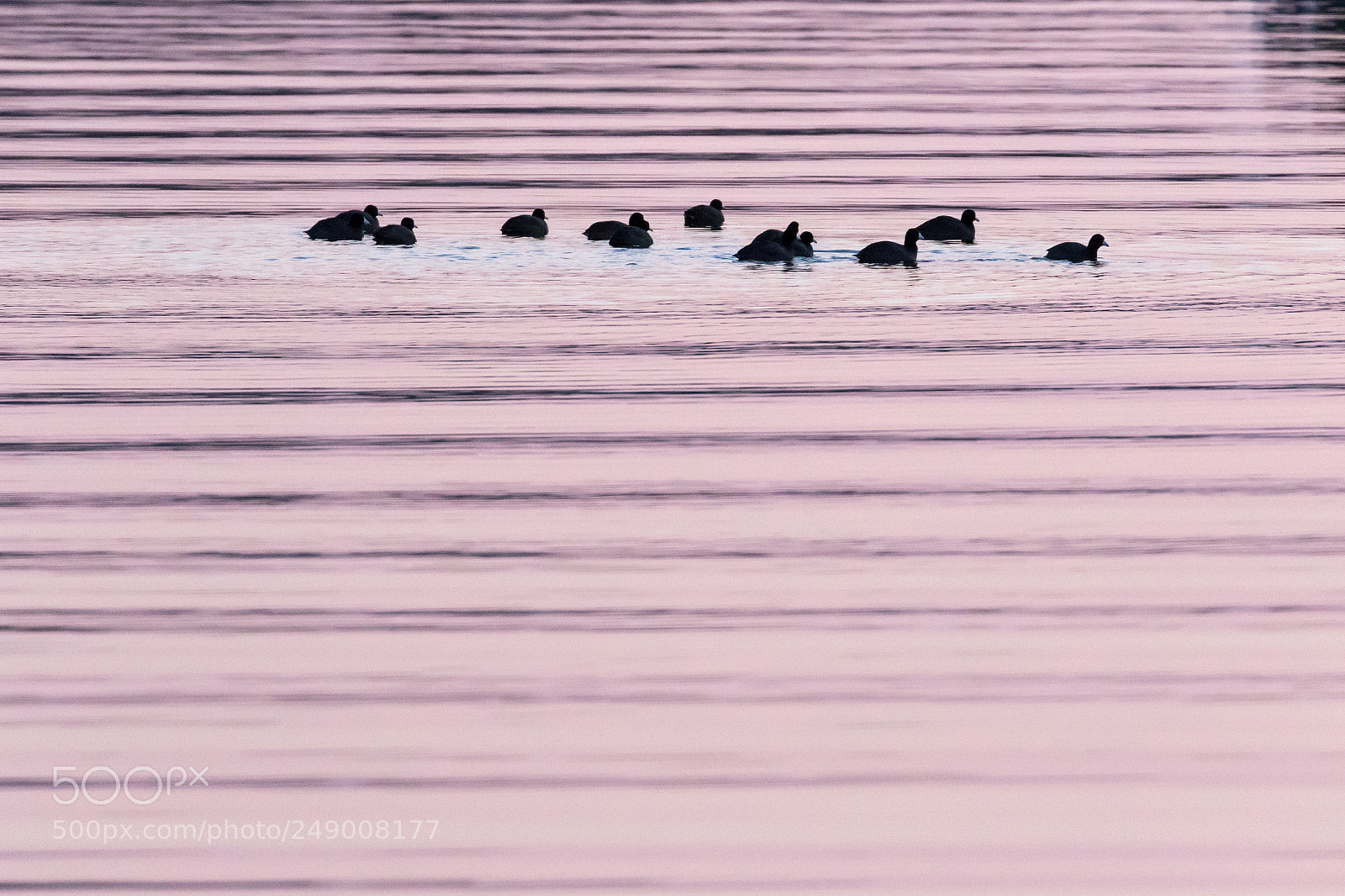 Canon EOS 7D Mark II sample photo. Pink stripes photography