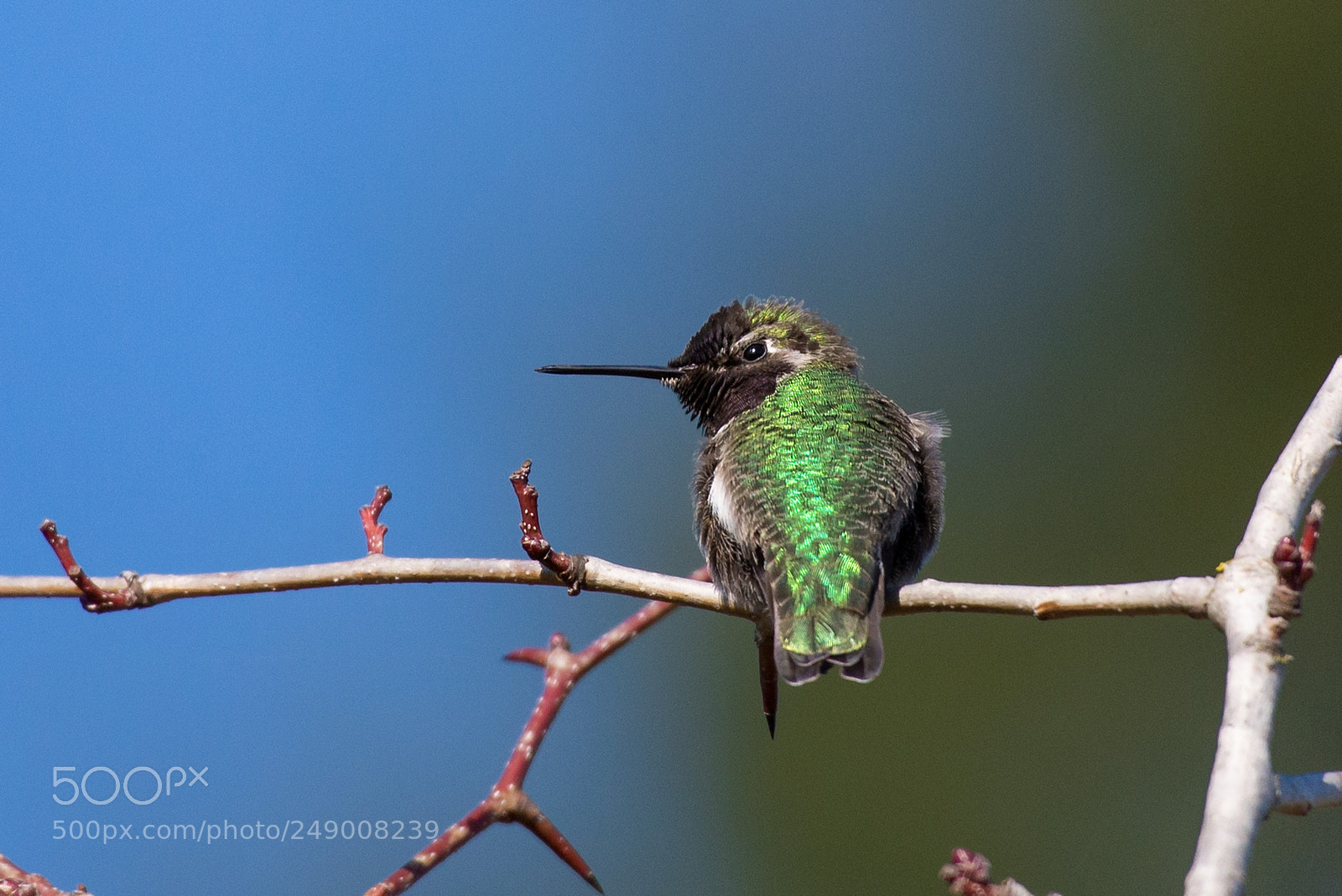 Nikon D610 sample photo. Hummingbird photography
