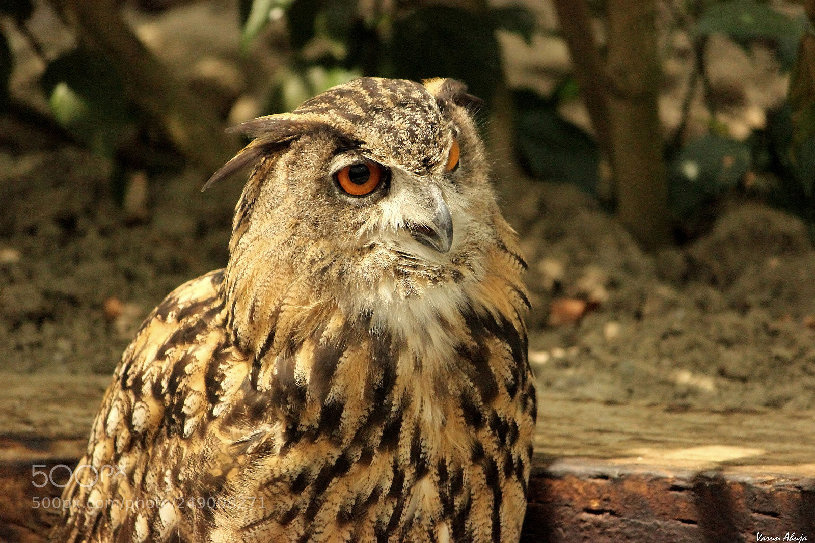 Canon EOS 550D (EOS Rebel T2i / EOS Kiss X4) sample photo. Eagle owl photography