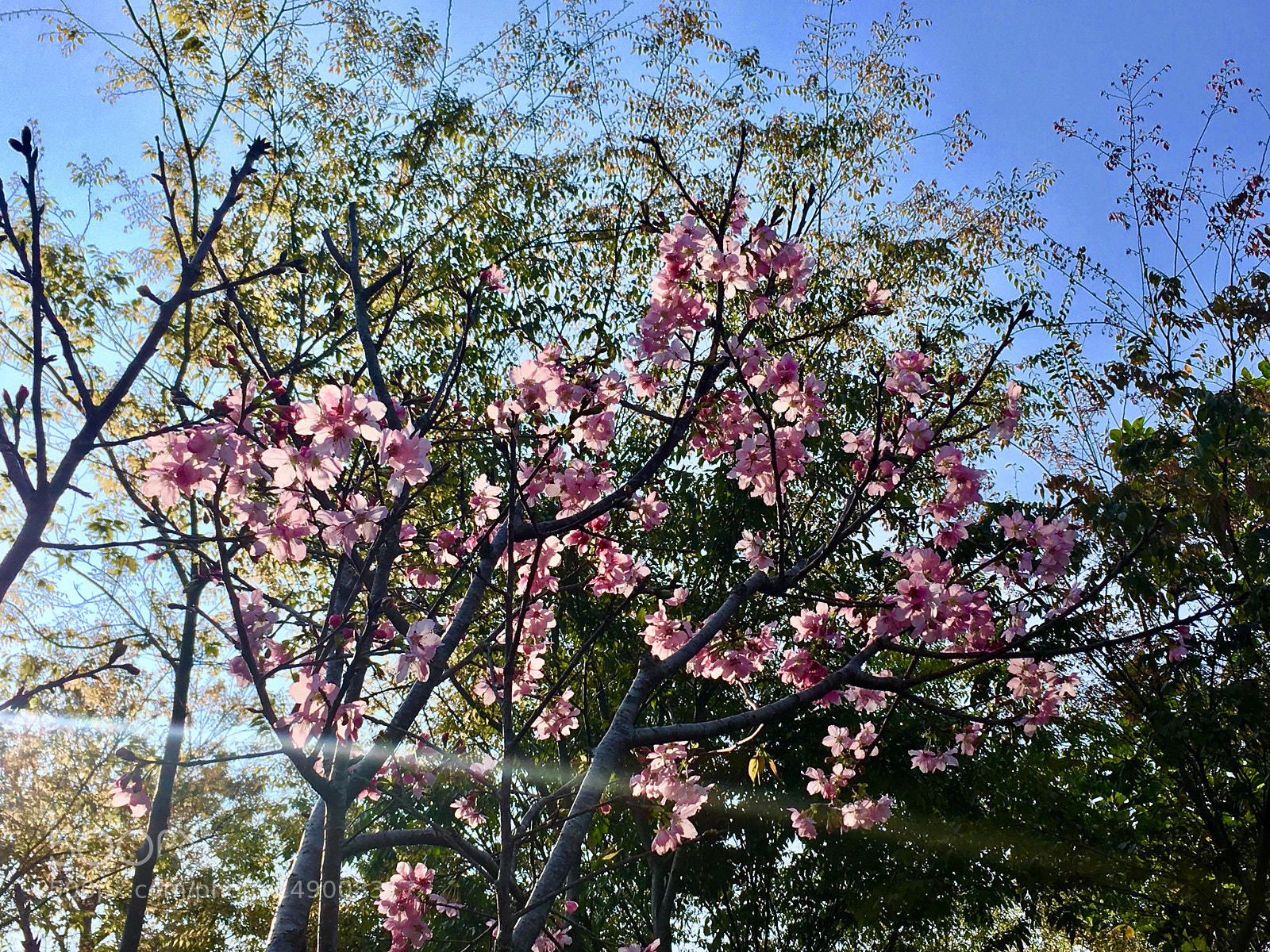 Apple iPhone SE sample photo. Sakura photography