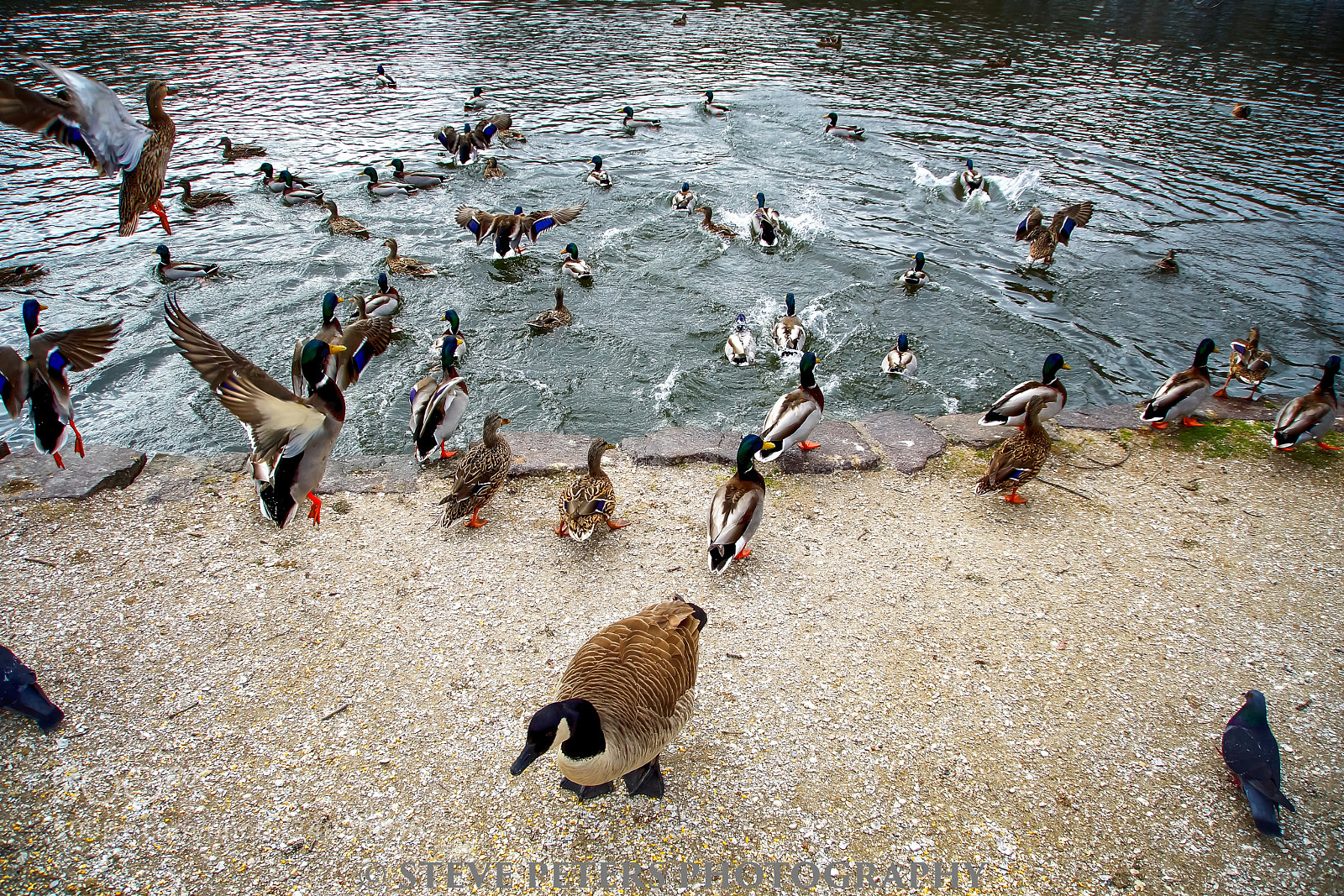 Sony SLT-A77 sample photo. Ducks photography