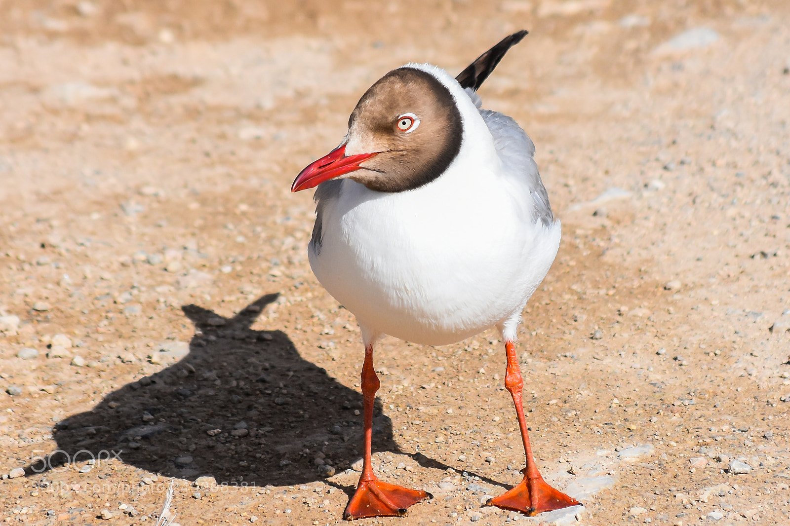 Nikon D7200 sample photo. Laughing gull - at photography