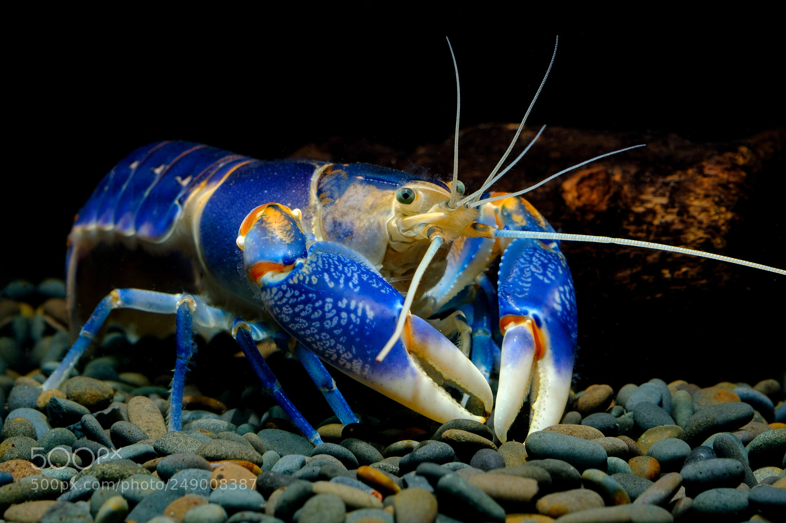 Fujifilm X-T2 sample photo. Crayfish destructor volcano photography