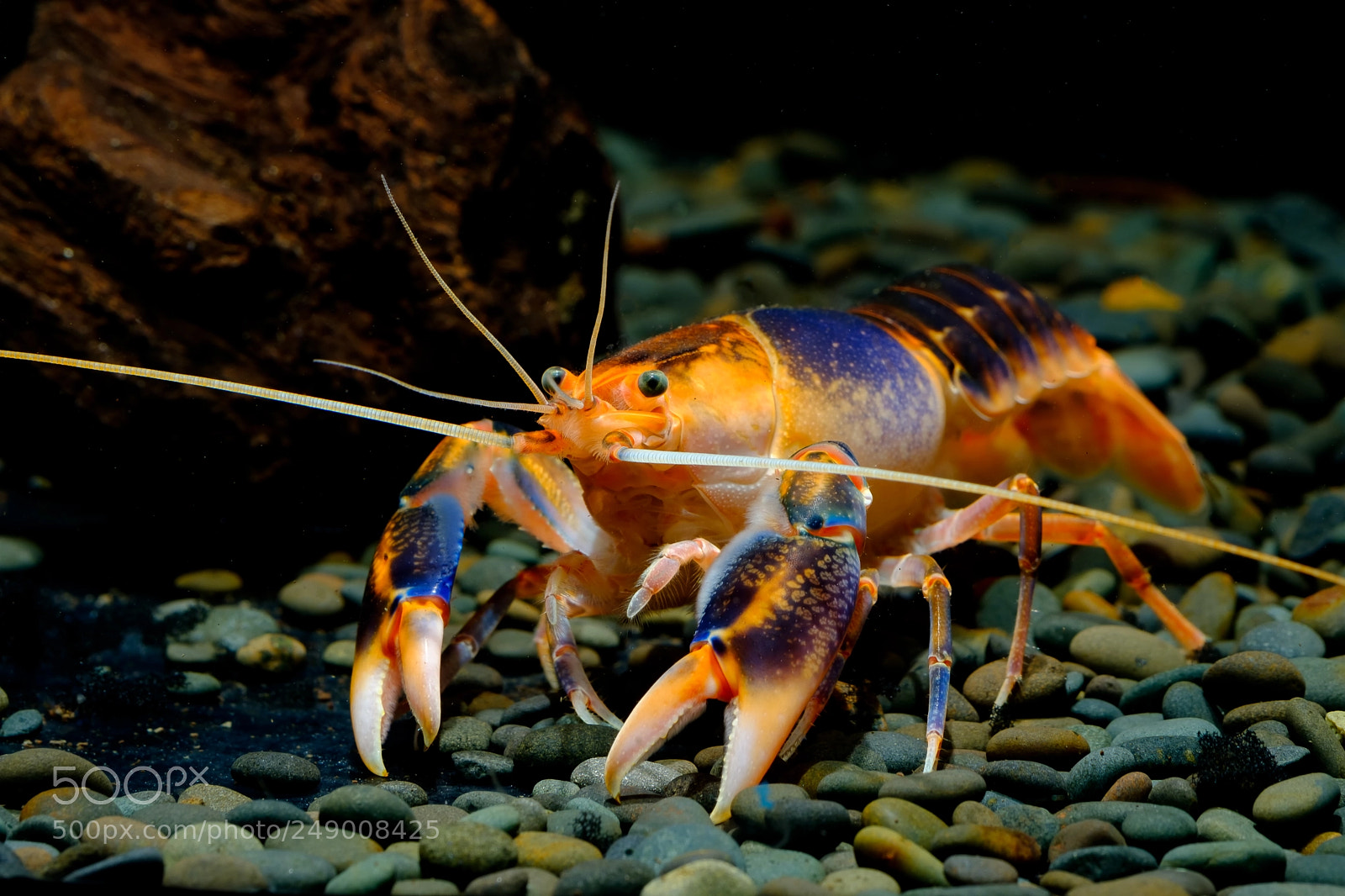Fujifilm X-T2 sample photo. Crayfish destructor volcano photography