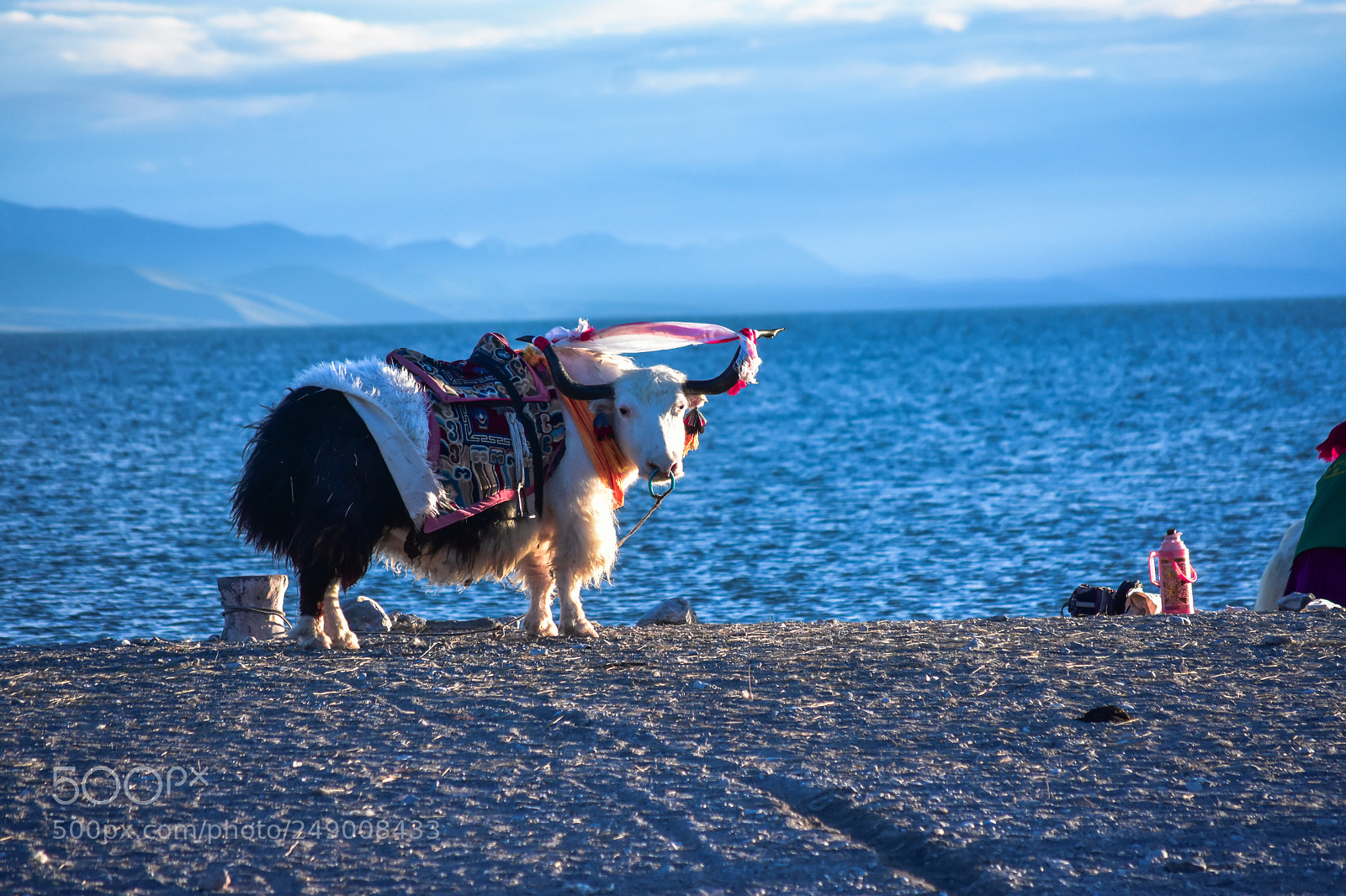 Nikon D7200 sample photo. A yak for tourist photography
