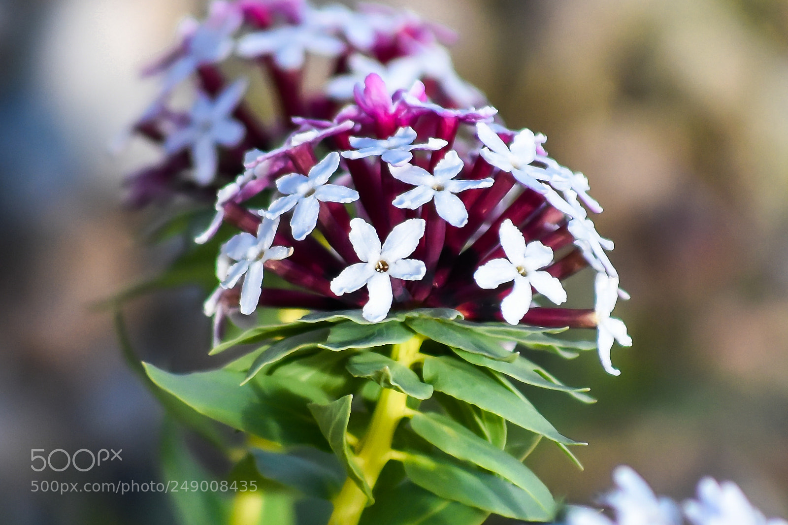 Nikon D7200 sample photo. High-plateau flower - at photography