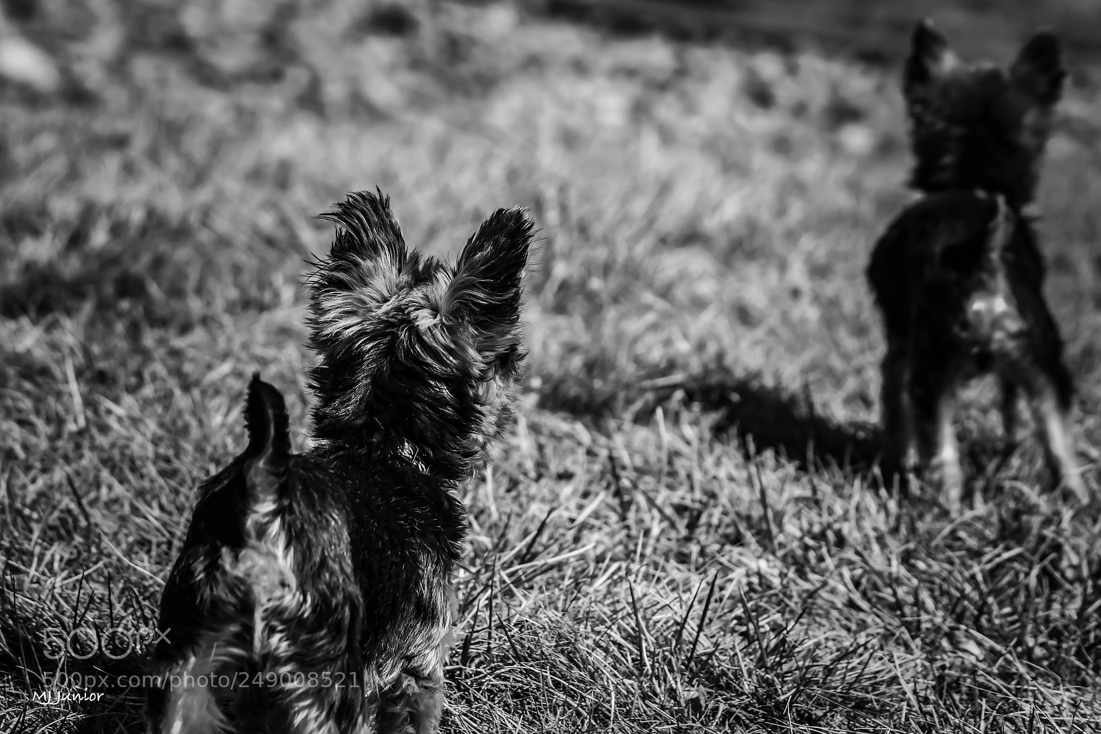 Nikon D7500 sample photo. Bothers standing guard... photography