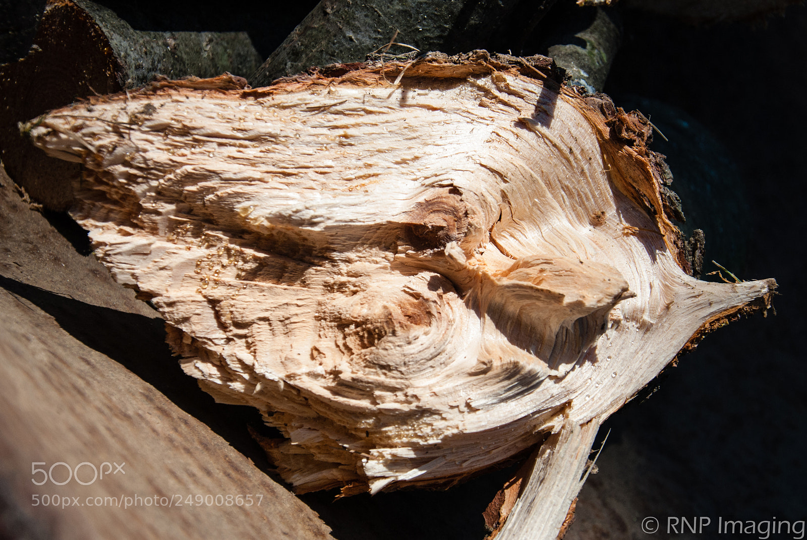 Nikon D200 sample photo. Broken limb photography