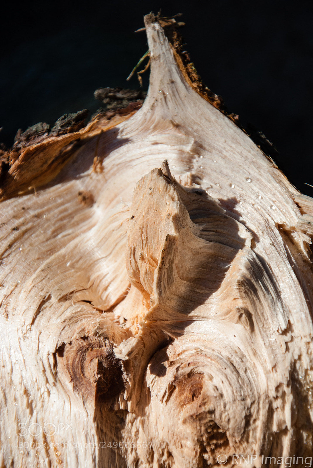 Nikon D200 sample photo. Broken limb photography