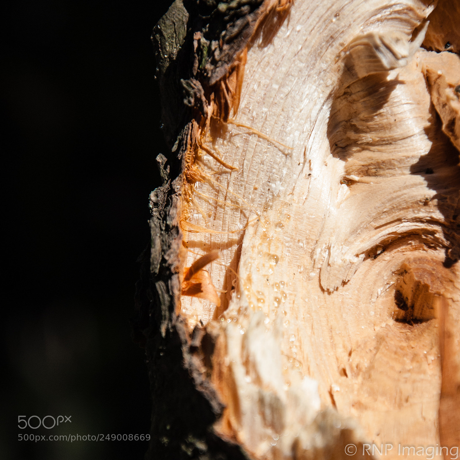 Nikon D200 sample photo. Broken limb photography