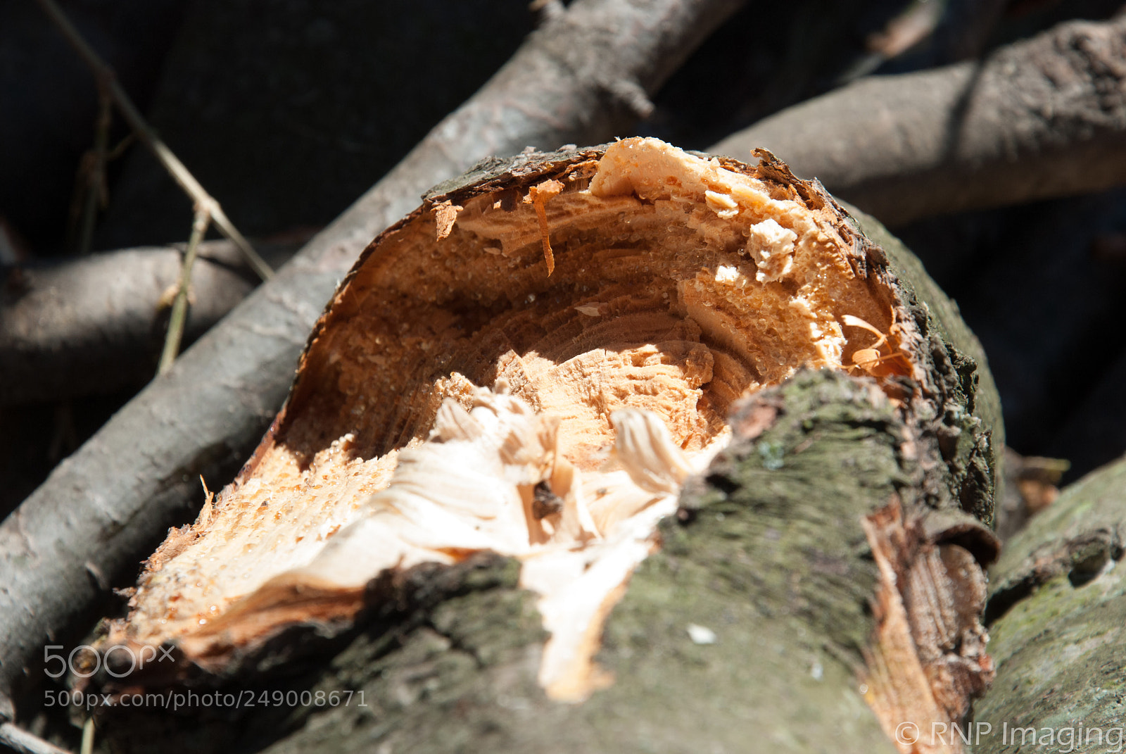 Nikon D200 sample photo. Broken limb photography