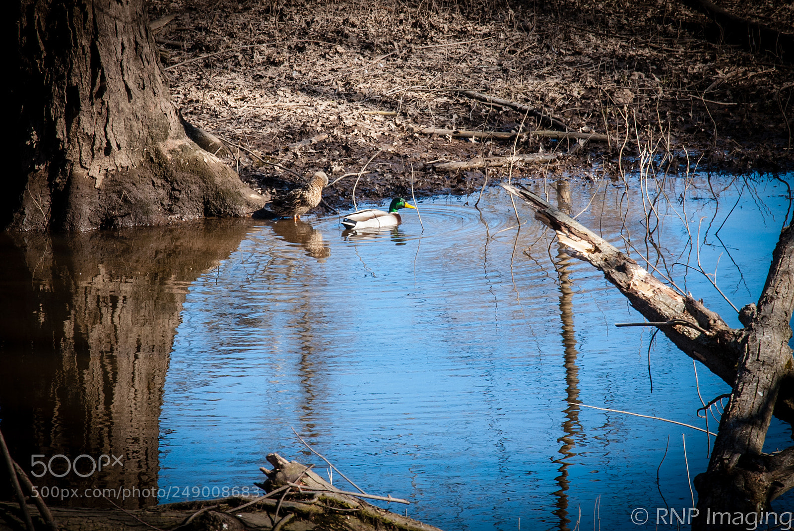 Nikon D200 sample photo. Mallard photography