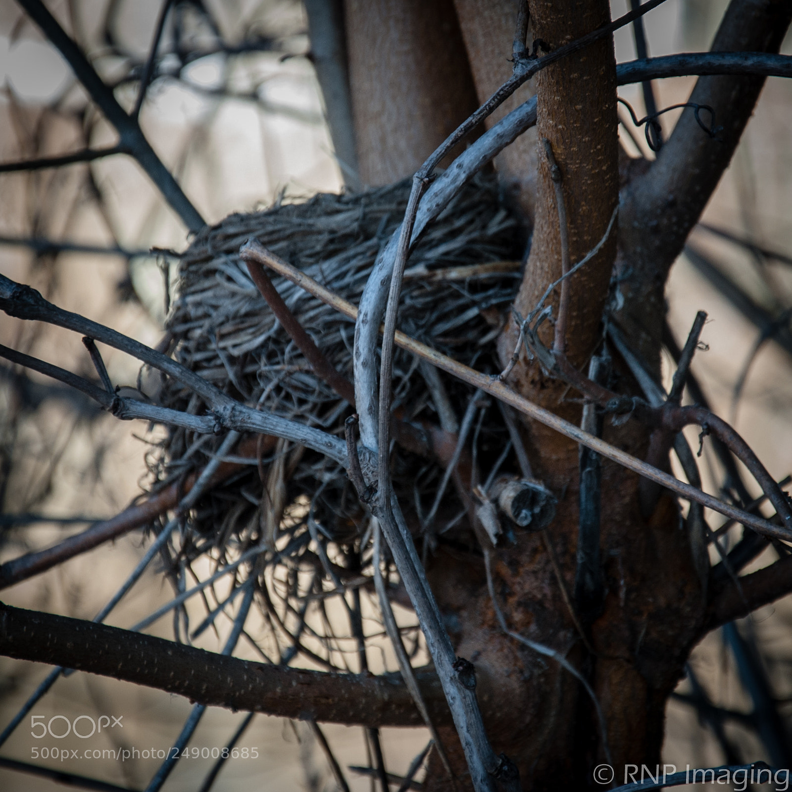 Nikon D200 sample photo. Nest photography
