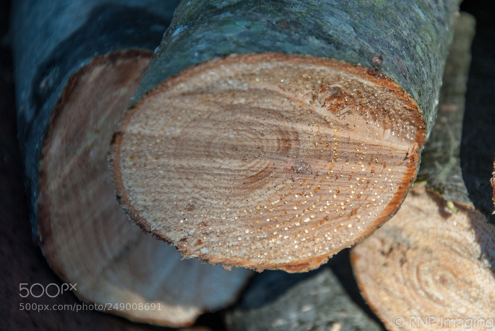 Nikon D200 sample photo. Pine limb photography