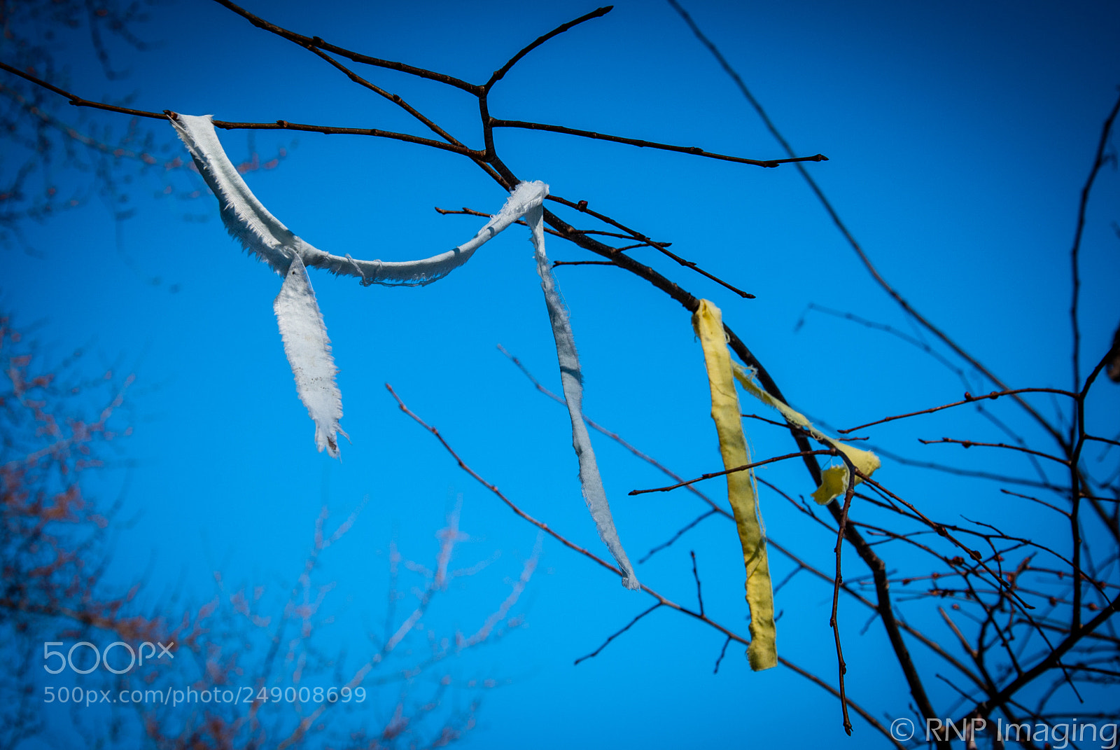 Nikon D200 sample photo. Ribbons photography