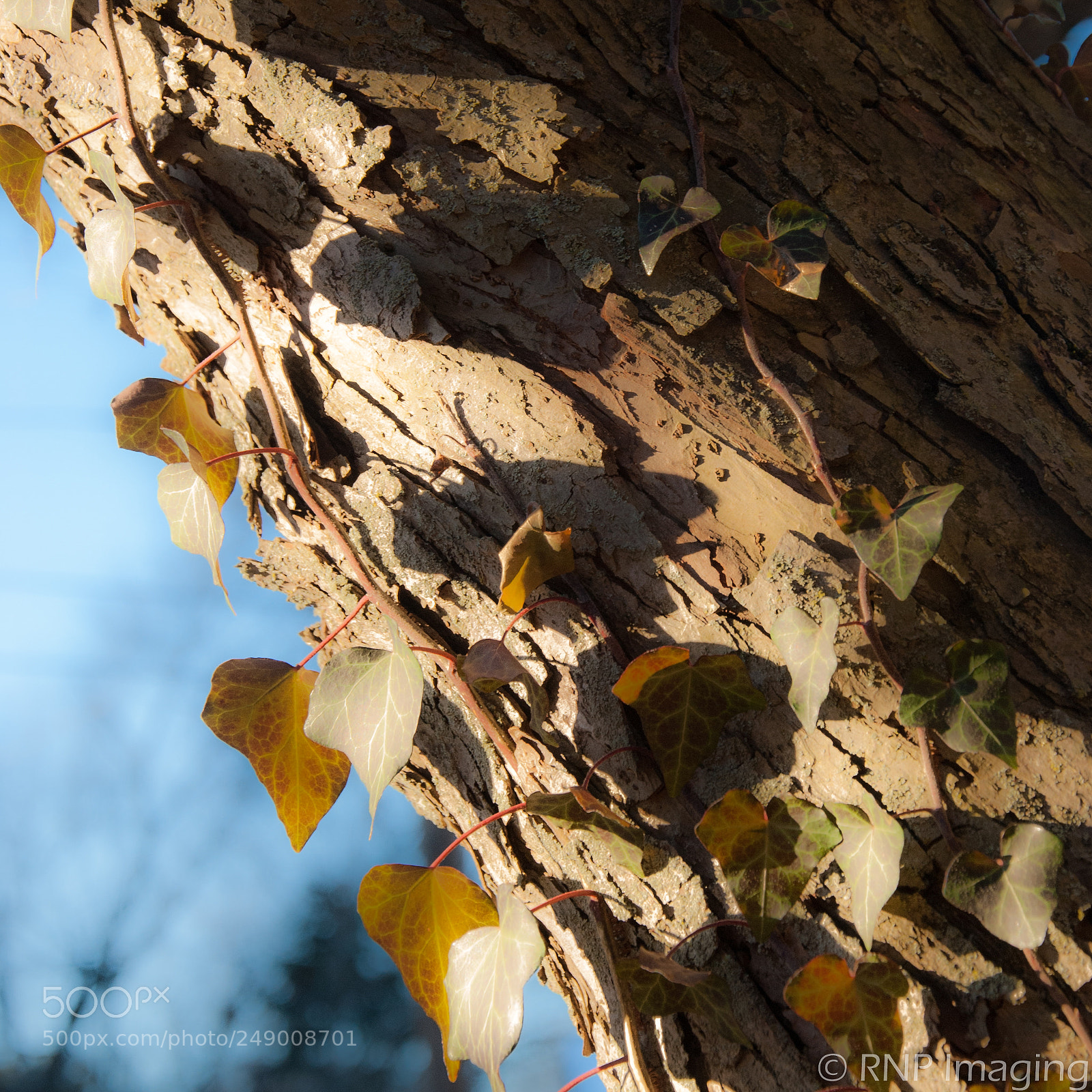 Nikon D200 sample photo. Winter ivy photography