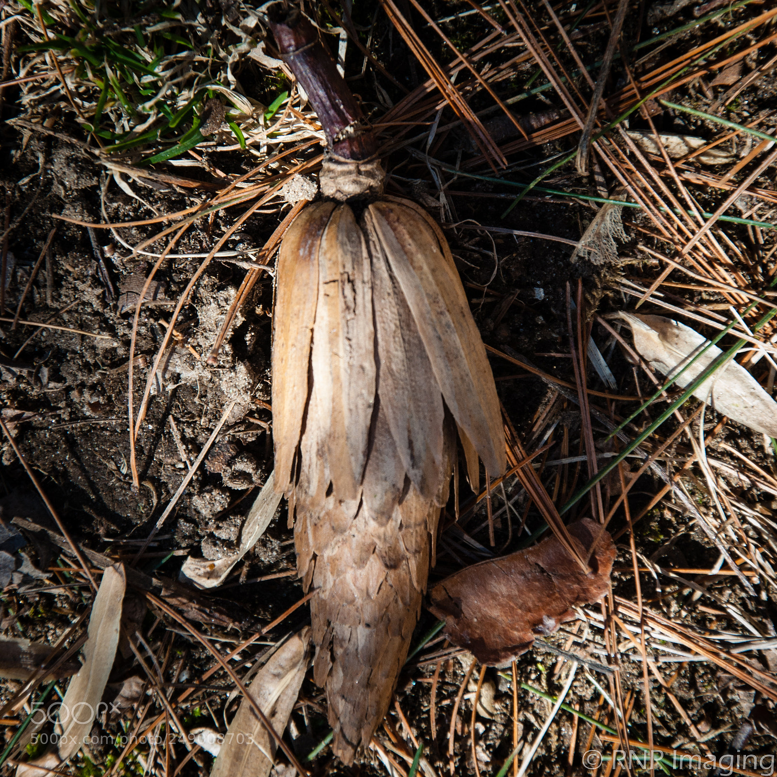 Nikon D200 sample photo. Tulip tree pod photography