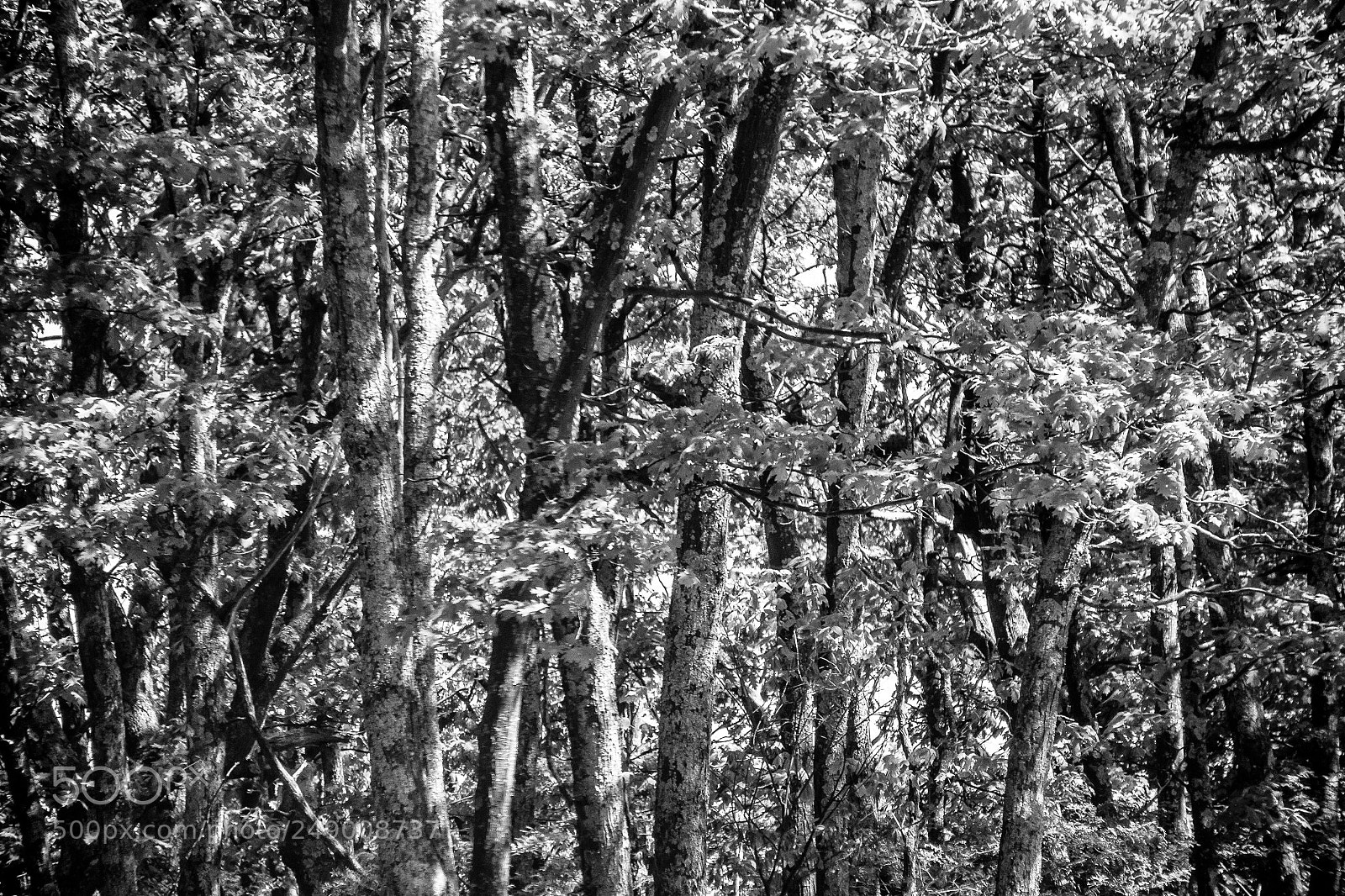 Canon EOS 50D sample photo. Lost in the forest photography