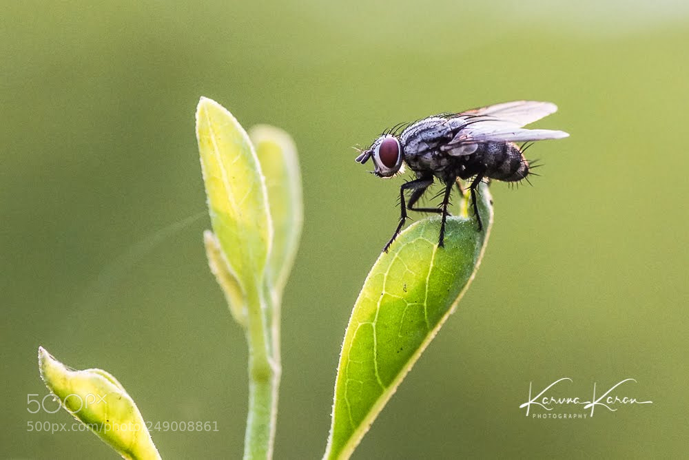Sony a99 II sample photo. Fly !! photography