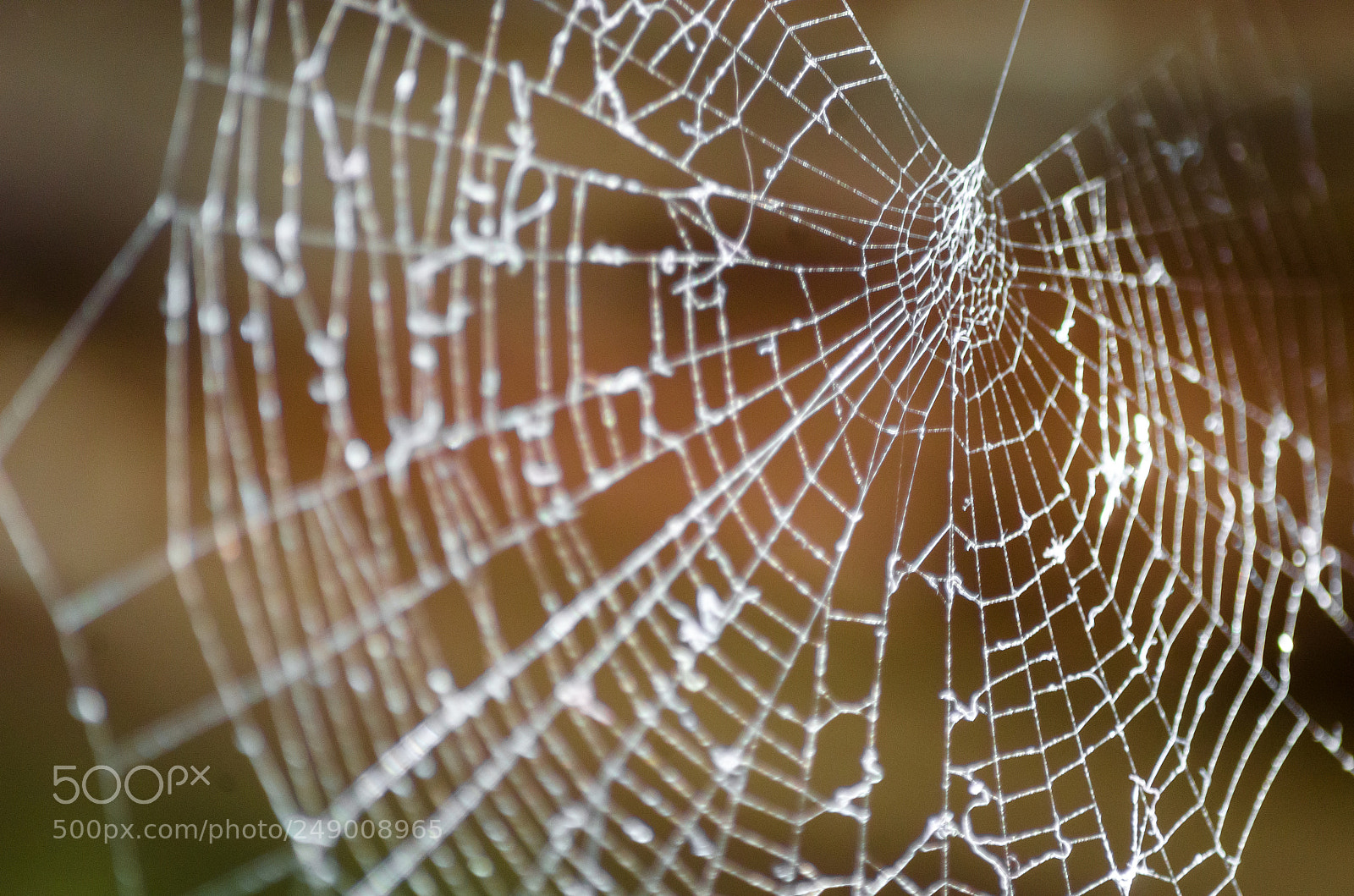 Nikon D5100 sample photo. Spiderweb2 photography