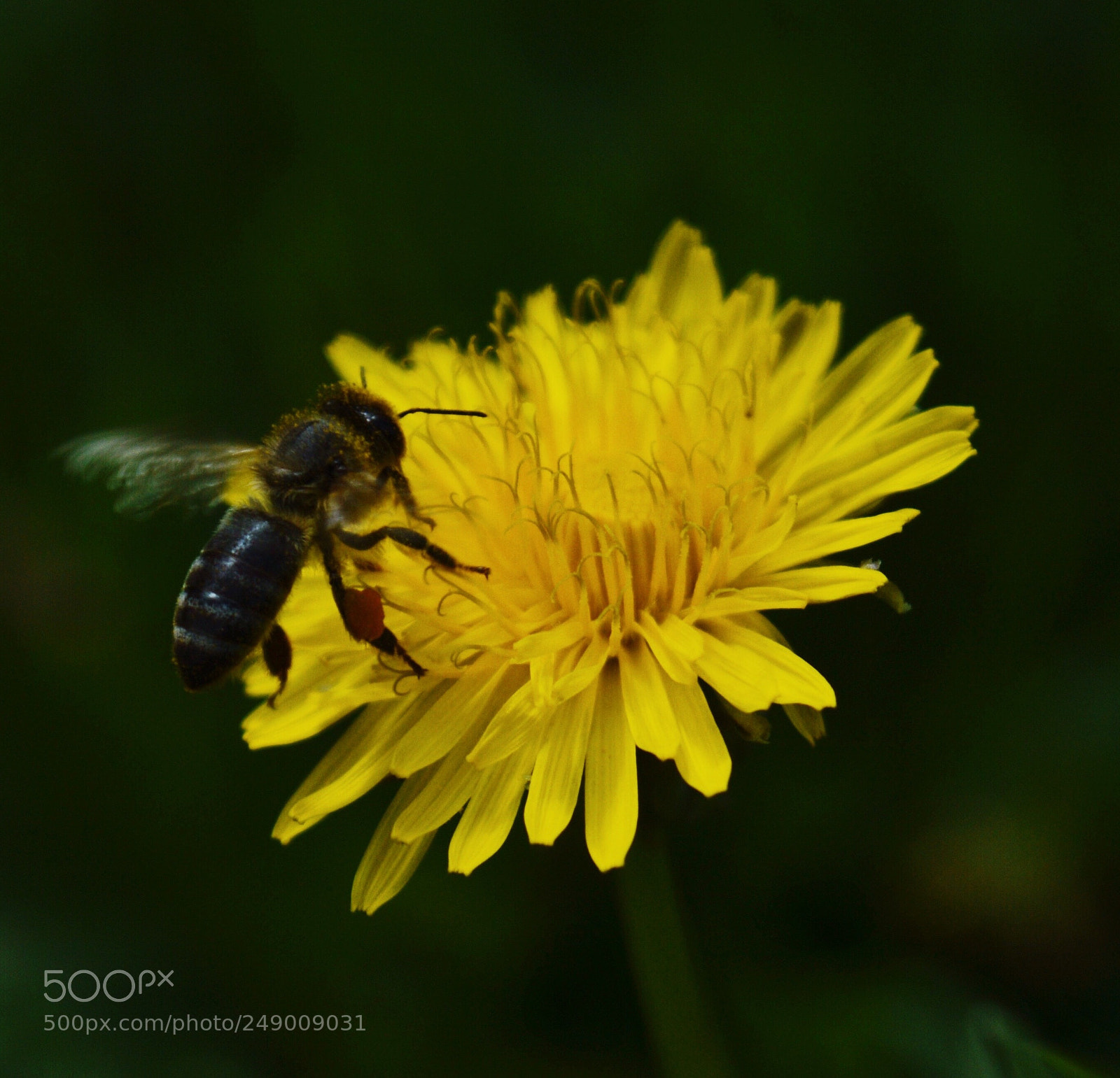 Nikon D3200 sample photo. Bee photography